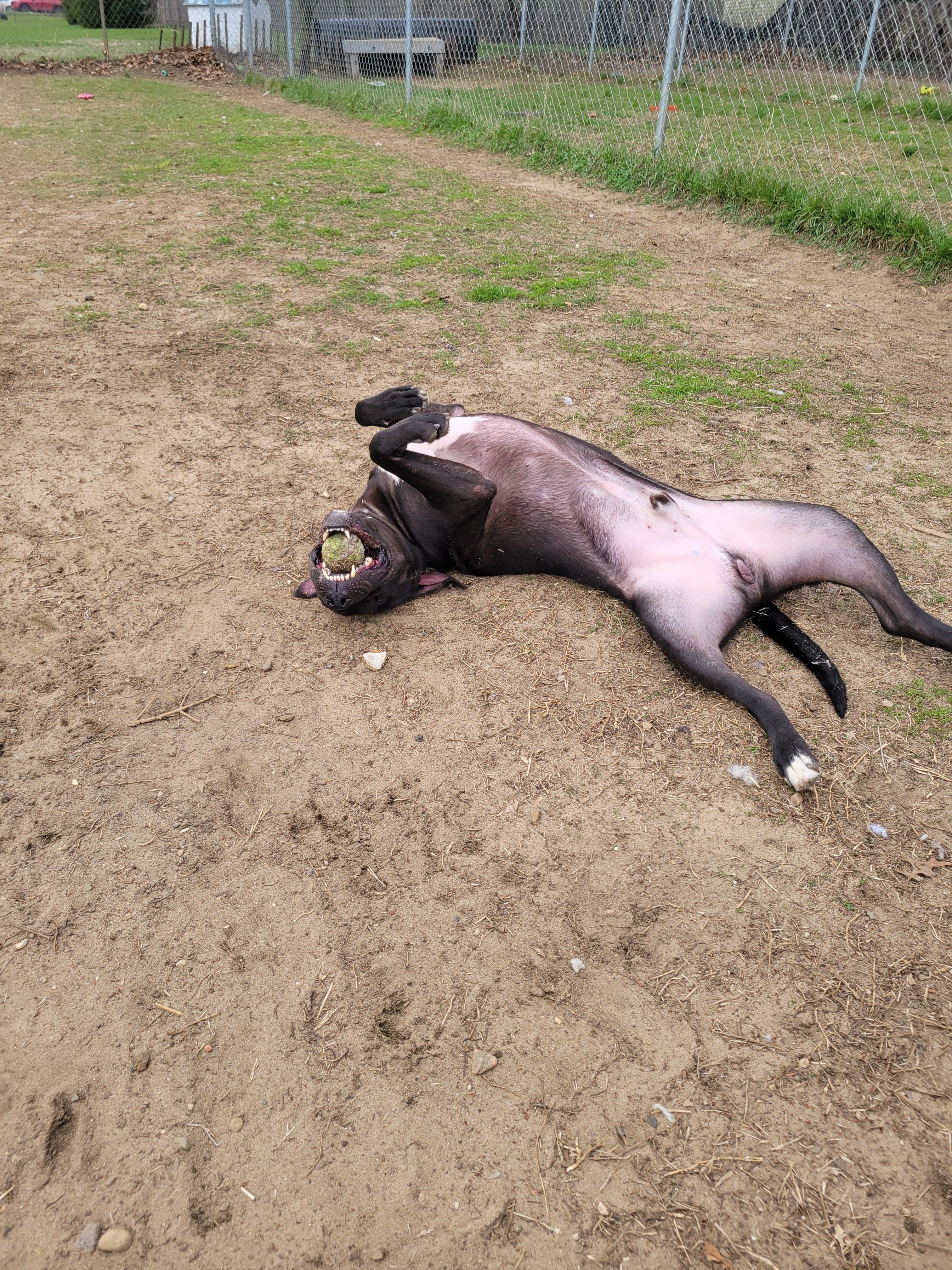 Enlarge Mud Flap, a Adoptable Mixed Breed in Mishawaka, IN image 2/6