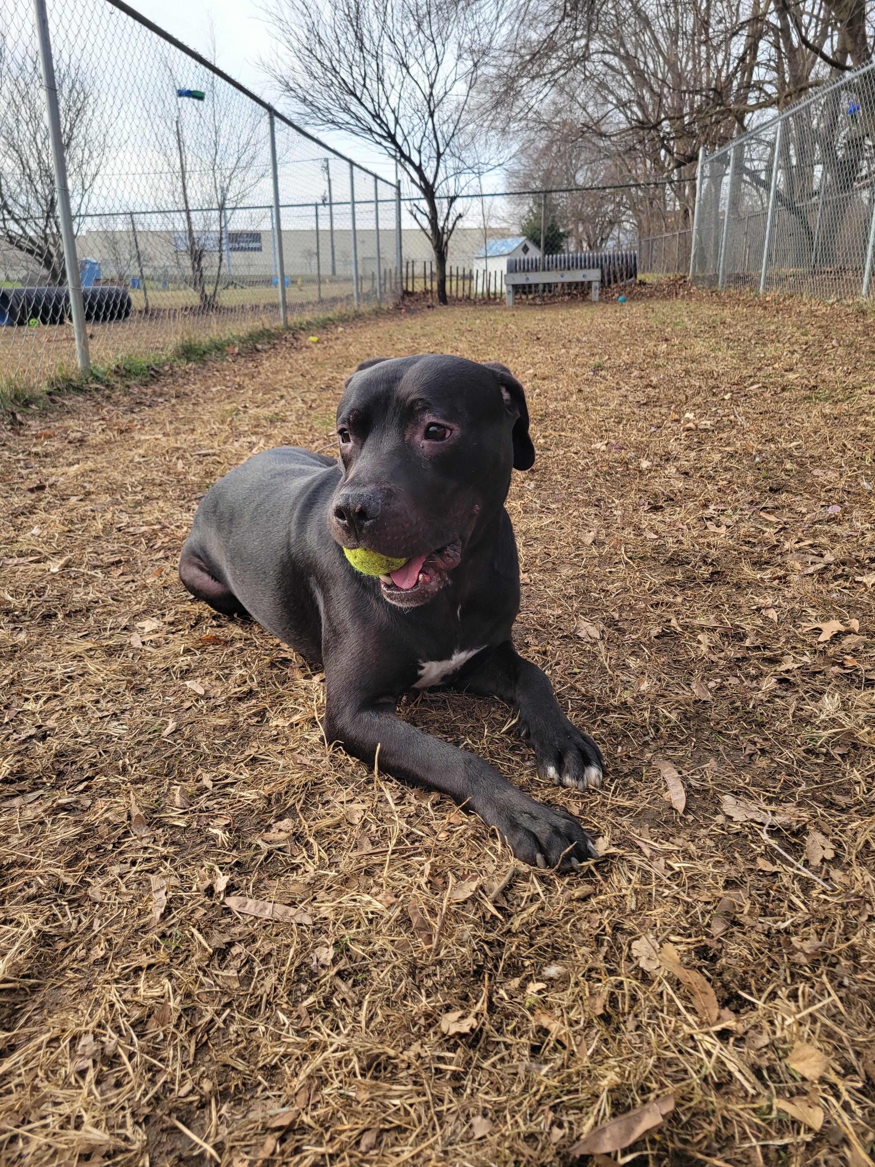 Enlarge Mud Flap, a Adoptable Mixed Breed in Mishawaka, IN image 2/6