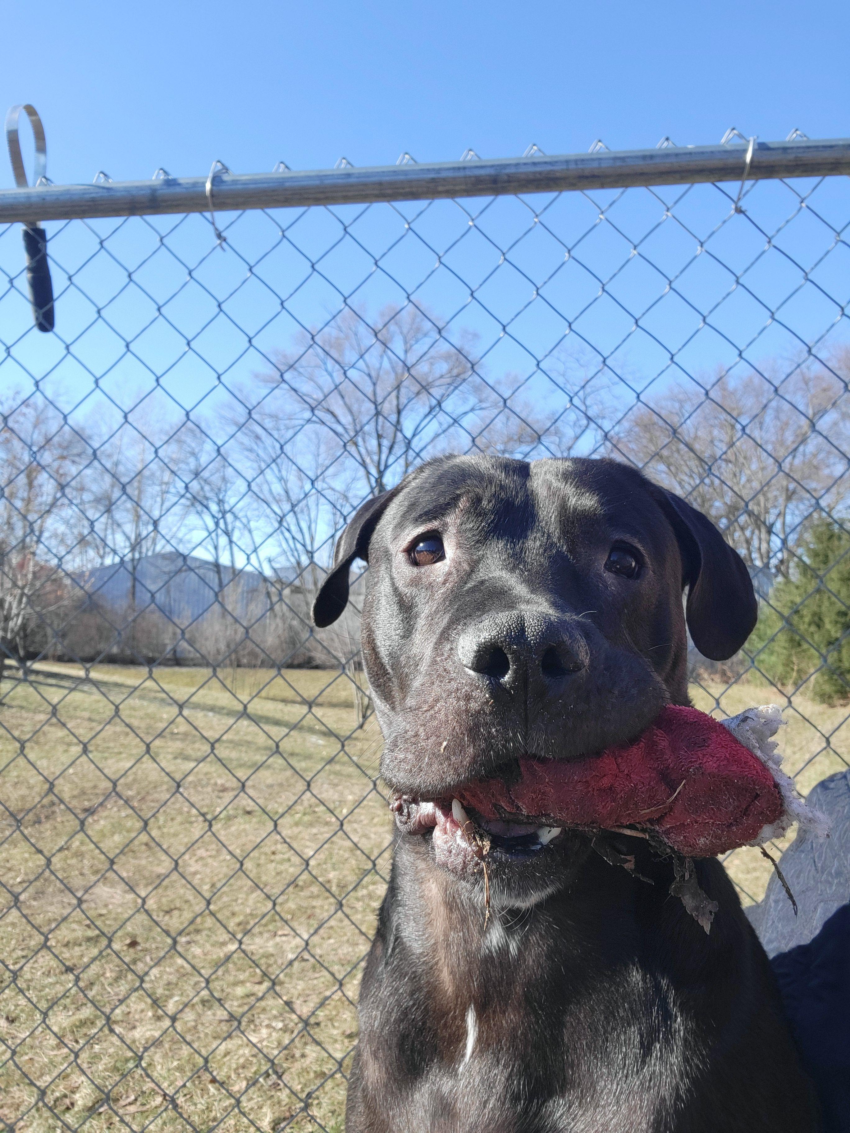 Enlarge Mud Flap, a Adoptable Mixed Breed in Mishawaka, IN image 1/6