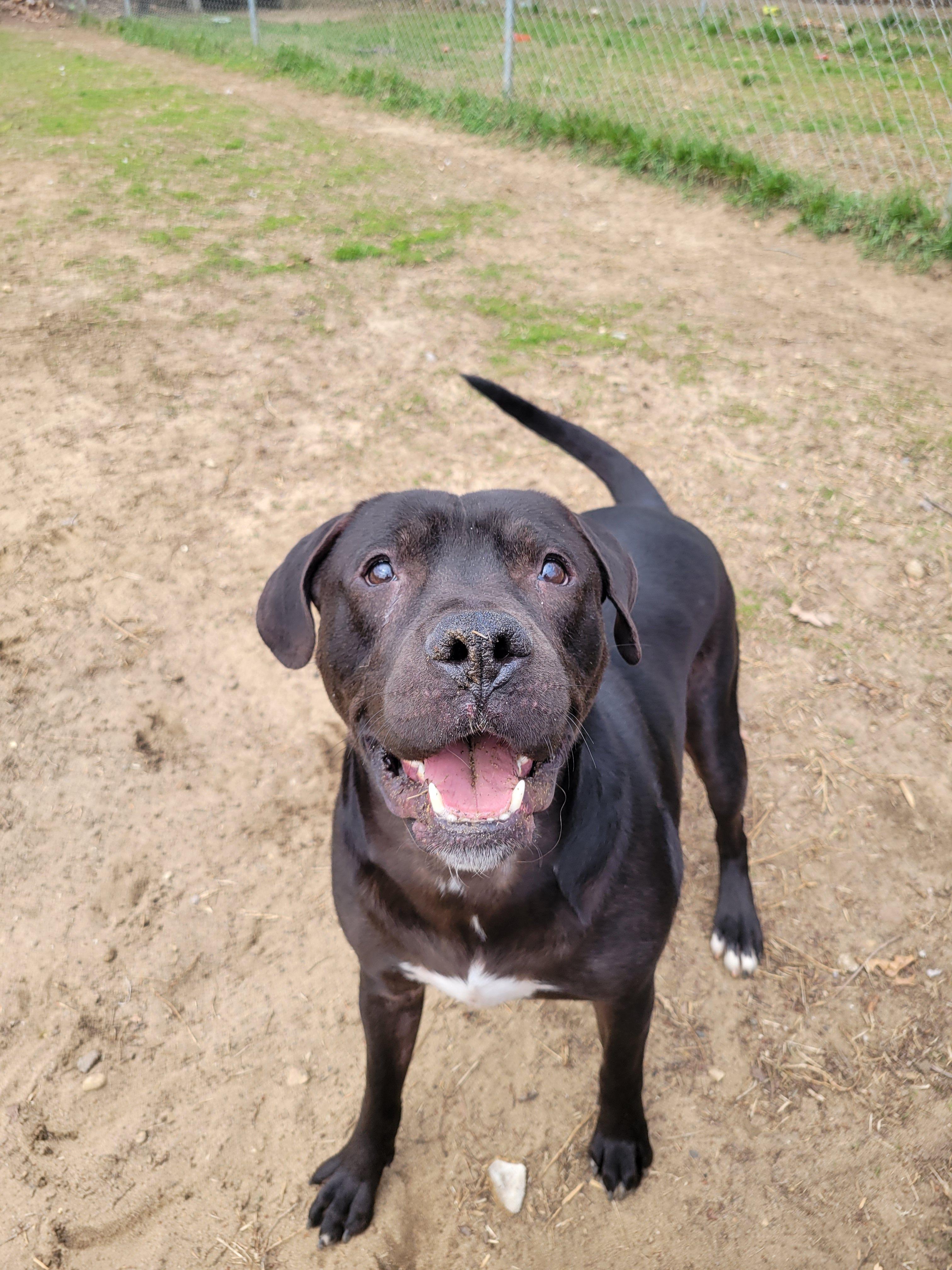 Enlarge Mud Flap, a Adoptable Mixed Breed in Mishawaka, IN image 3/6
