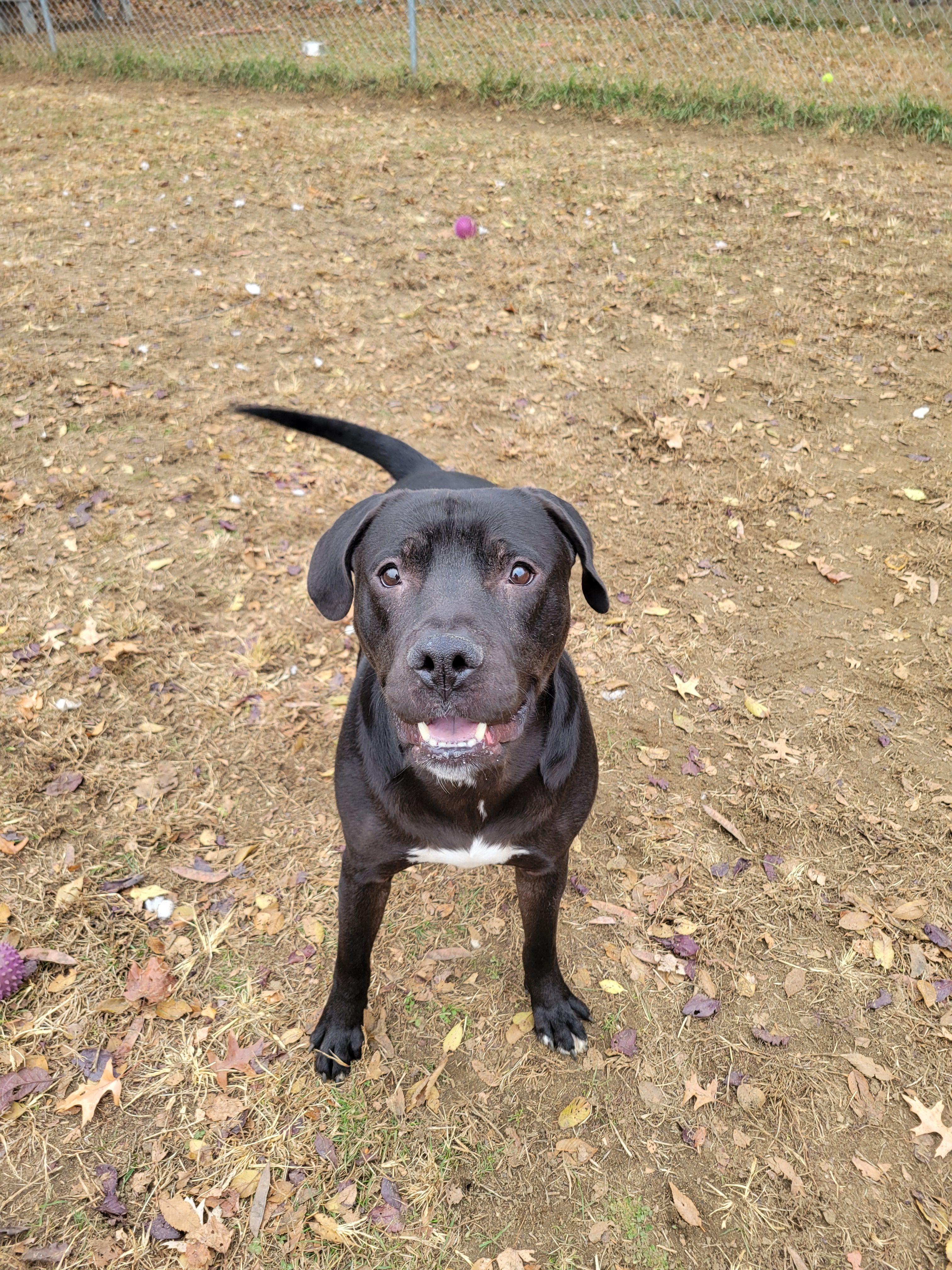Mud Flap, a Adoptable Mixed Breed in Mishawaka, IN image 2/6