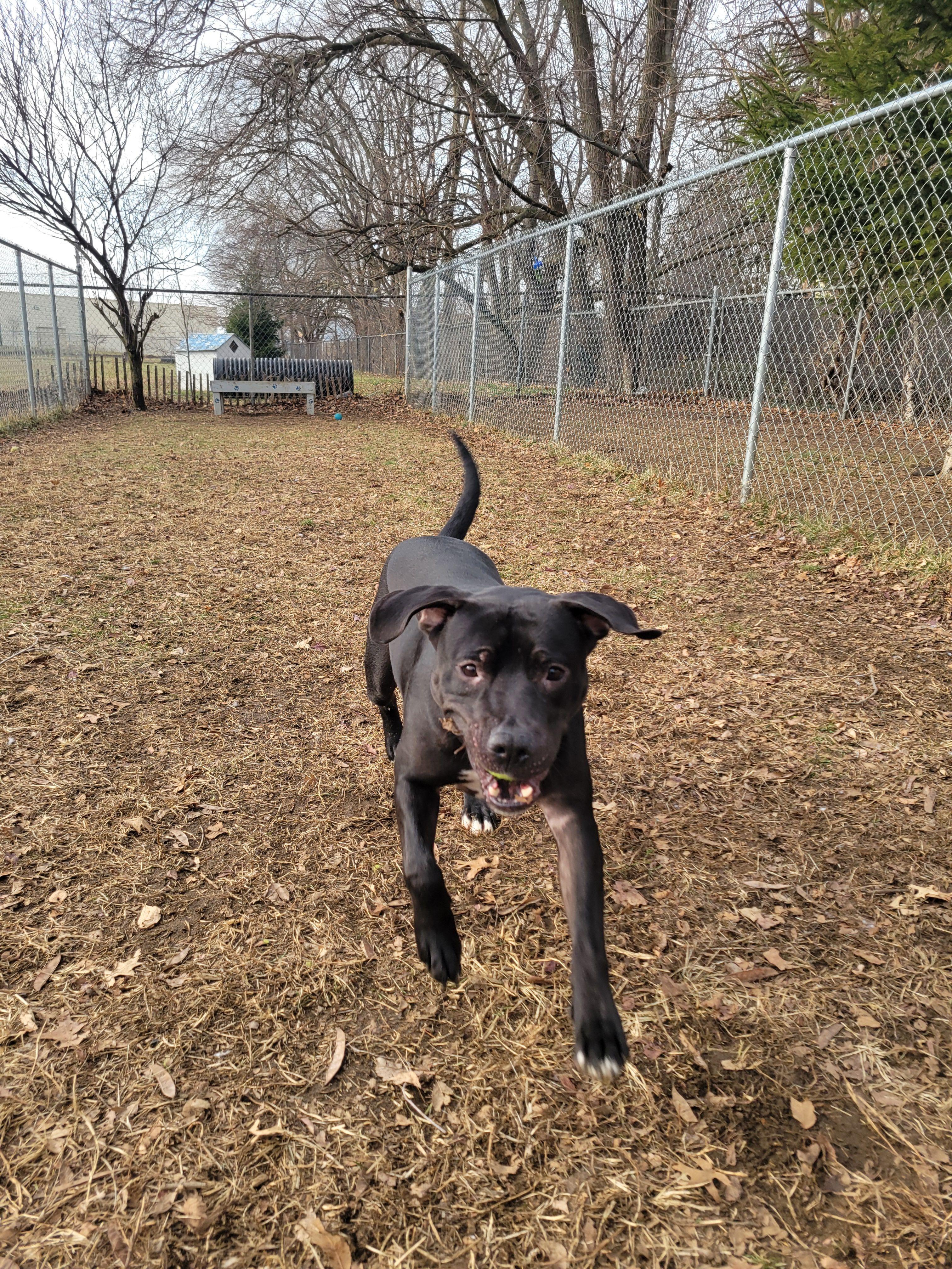Enlarge Mud Flap, a Adoptable Mixed Breed in Mishawaka, IN image 3/6