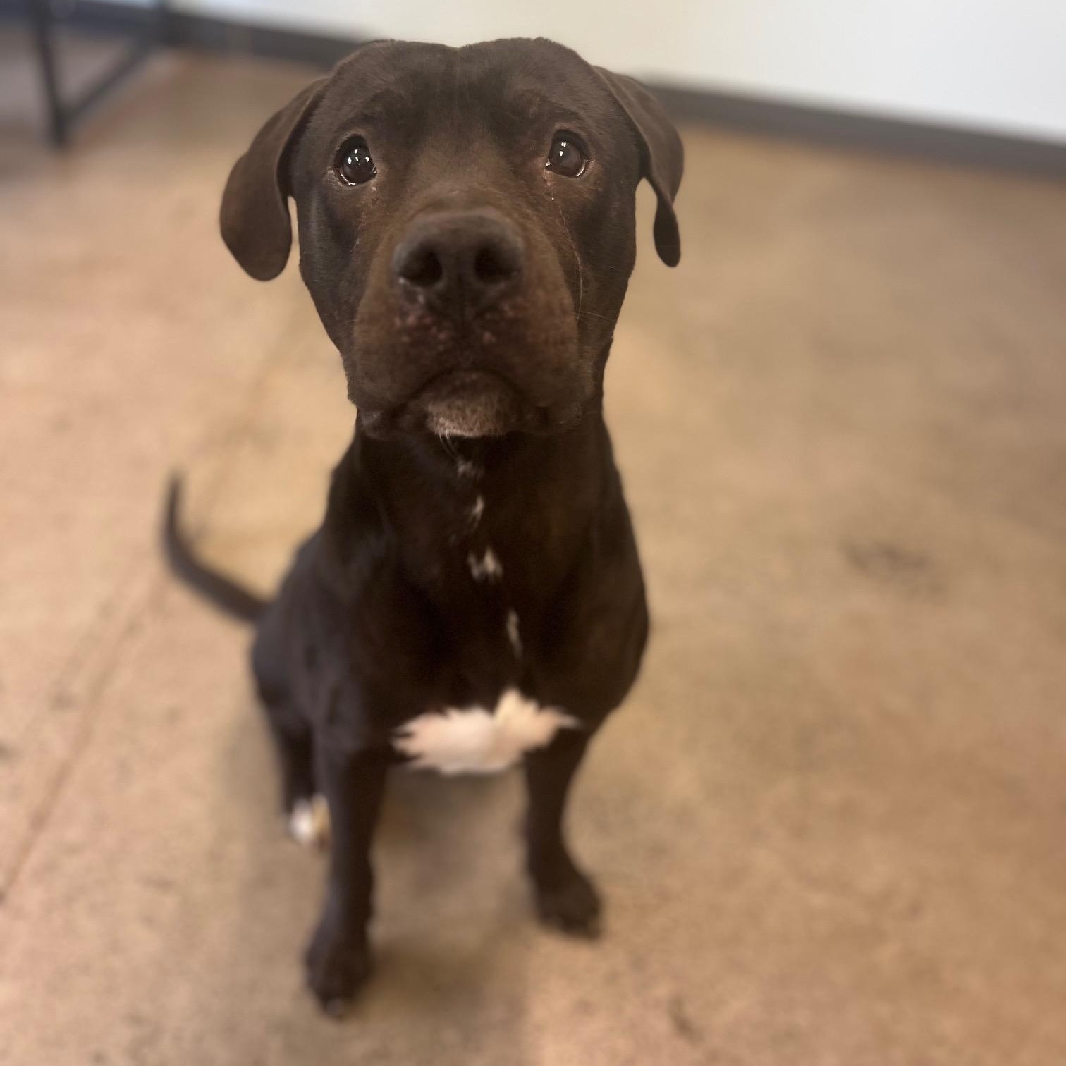 Mud Flap, a Adoptable Mixed Breed in Mishawaka, IN image 4/6