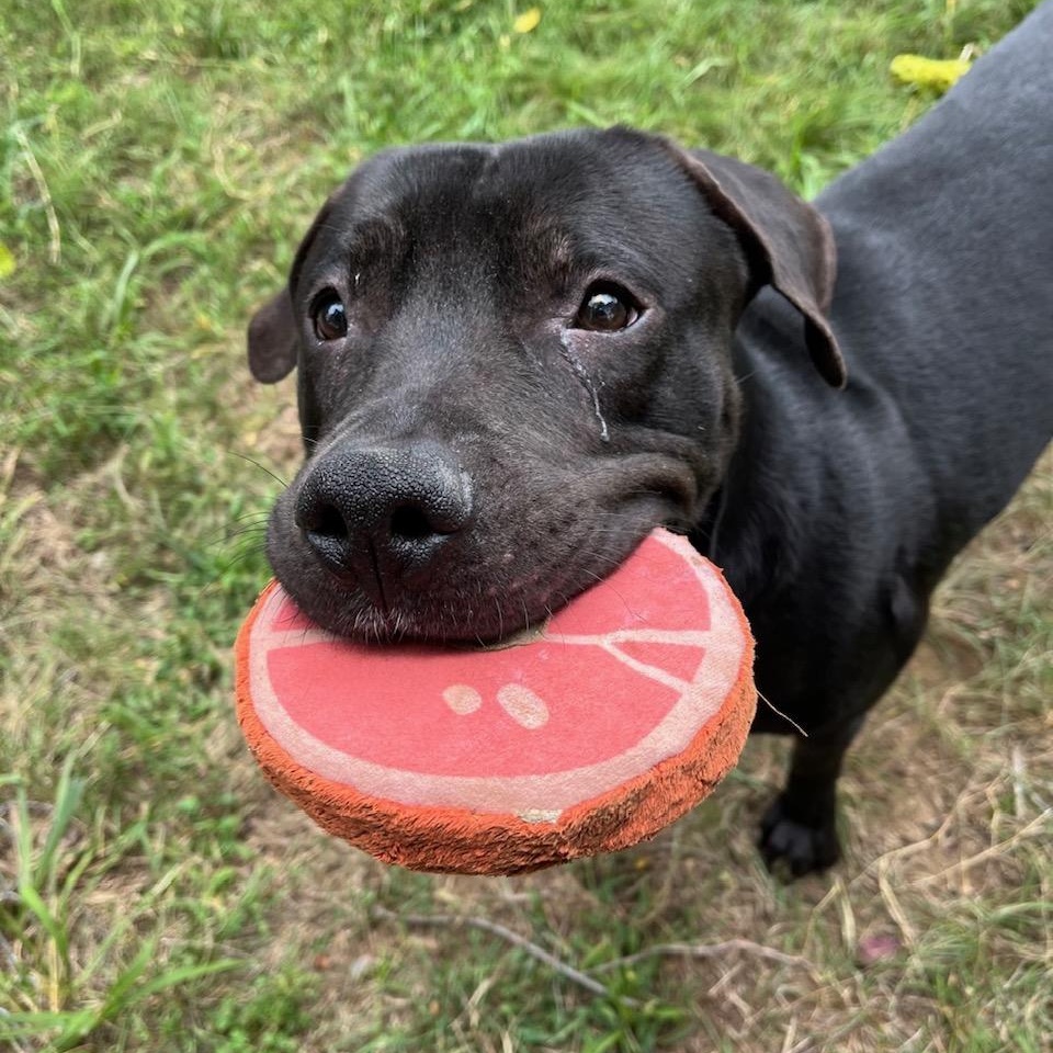 Mud Flap, a Adoptable Mixed Breed in Mishawaka, IN image 1/6