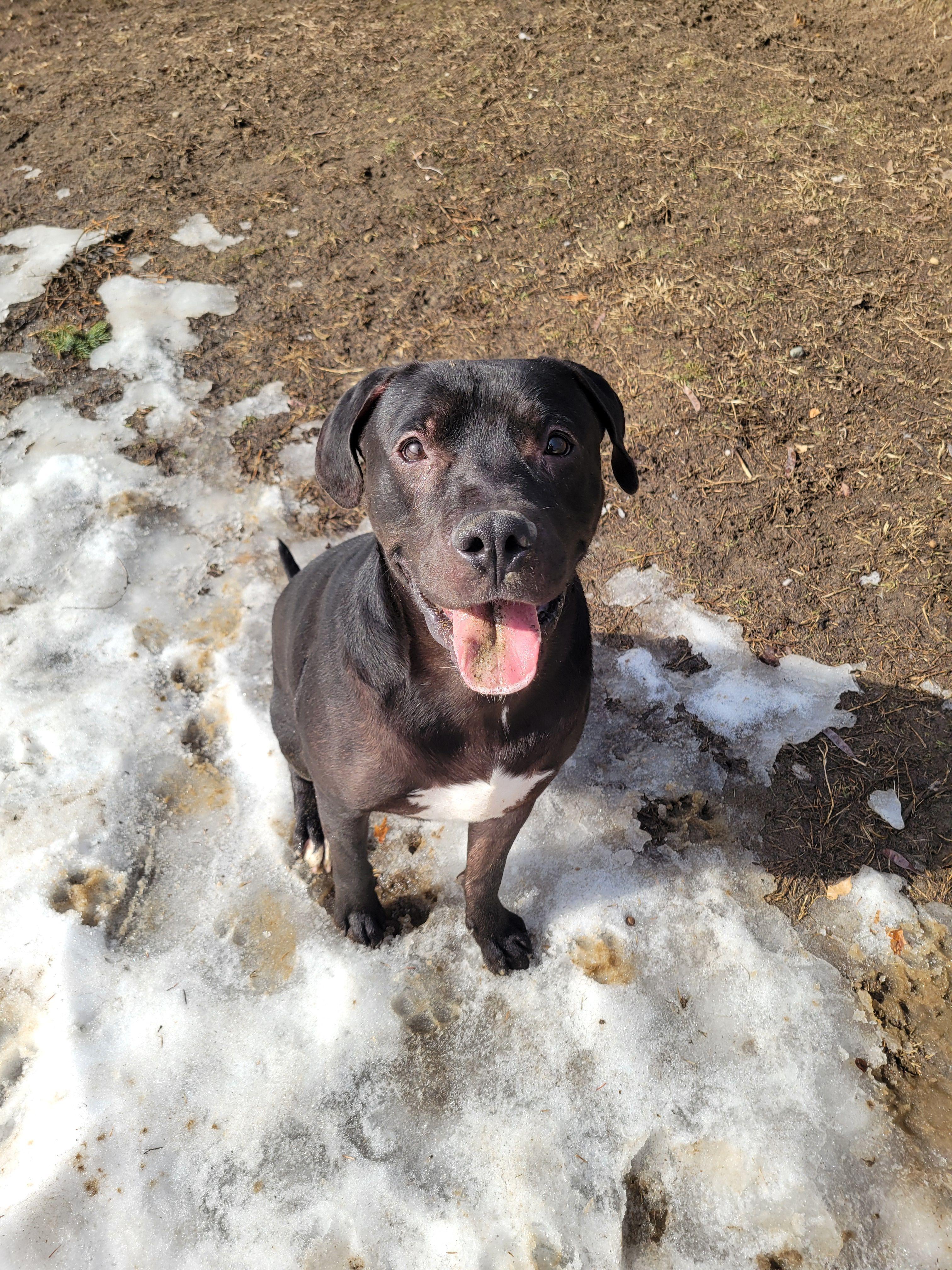 Enlarge Mud Flap, a Adoptable Mixed Breed in Mishawaka, IN image 1/6