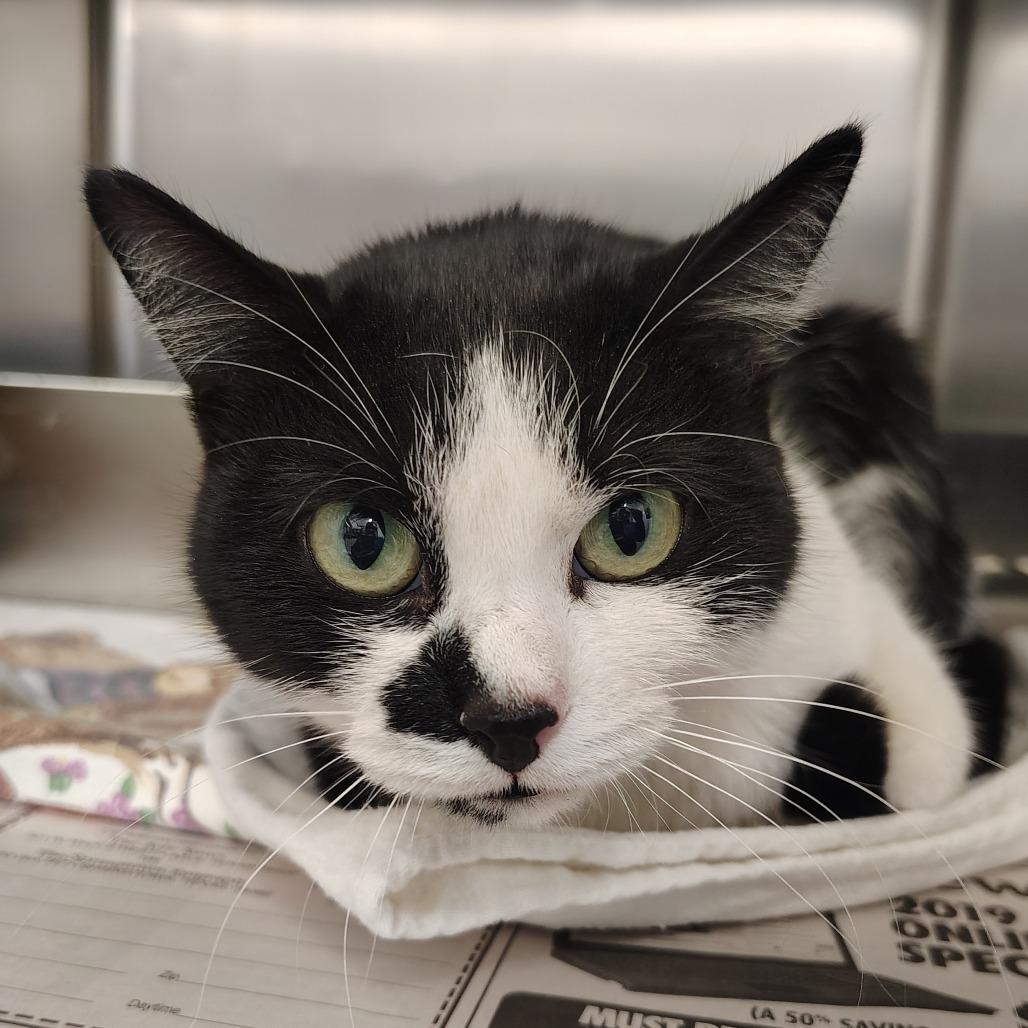 Sachem, Adoptable, Young Female Domestic Short Hair.