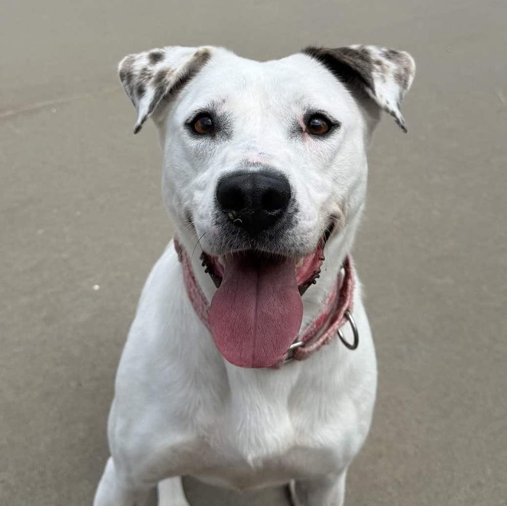 Winter, a Adoptable mixed breed in Springfield, MO image 1/6