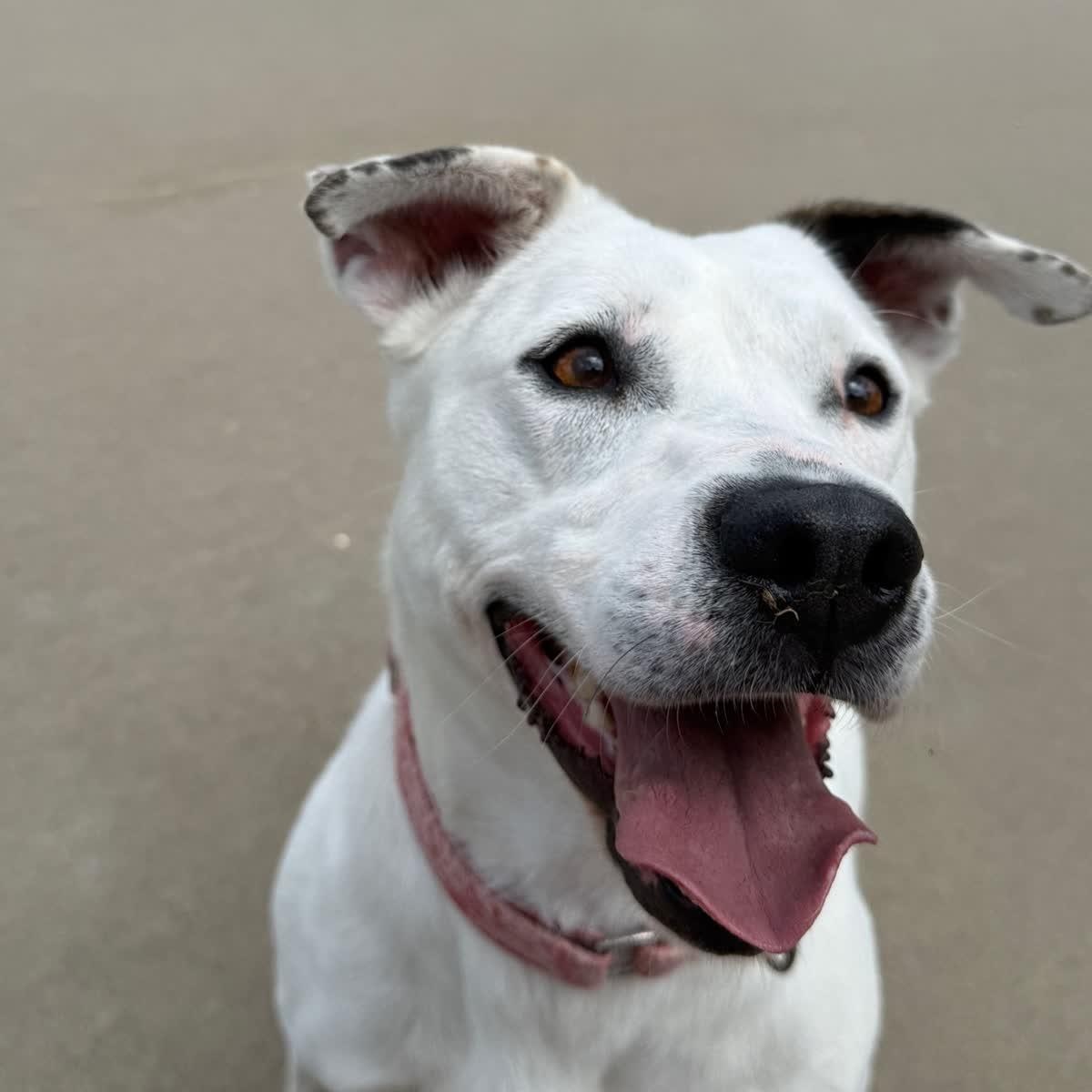 Winter, a Adoptable mixed breed in Springfield, MO image 4/6