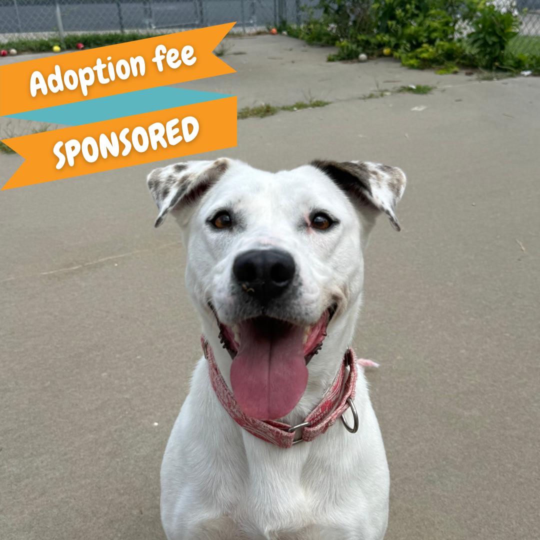 Winter, a Adoptable mixed breed in Springfield, MO image 1/6