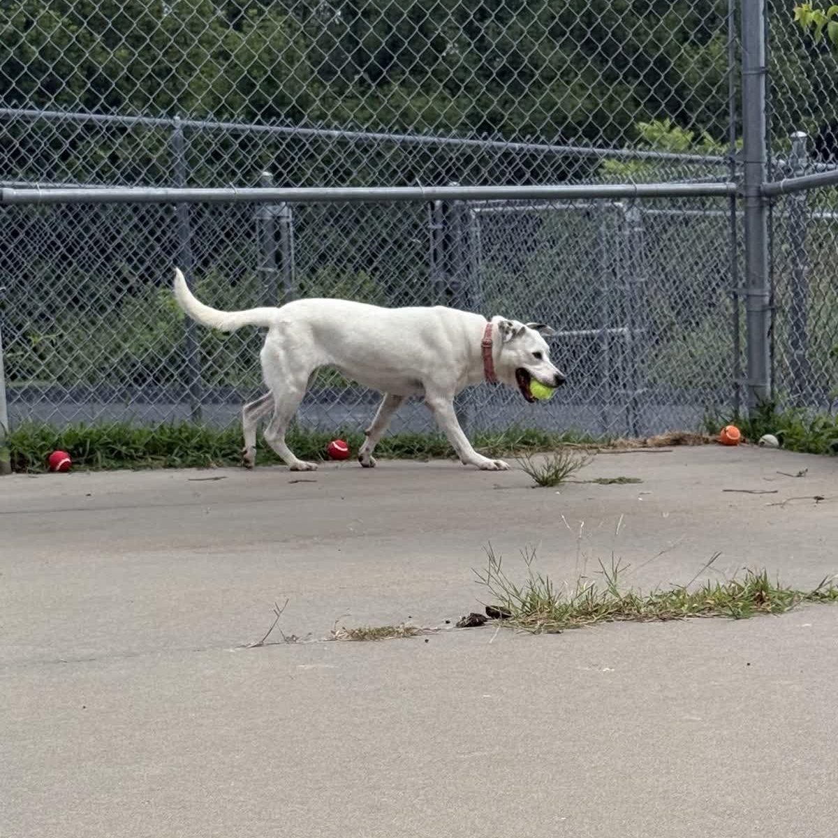 Winter, a Adoptable mixed breed in Springfield, MO image 5/6