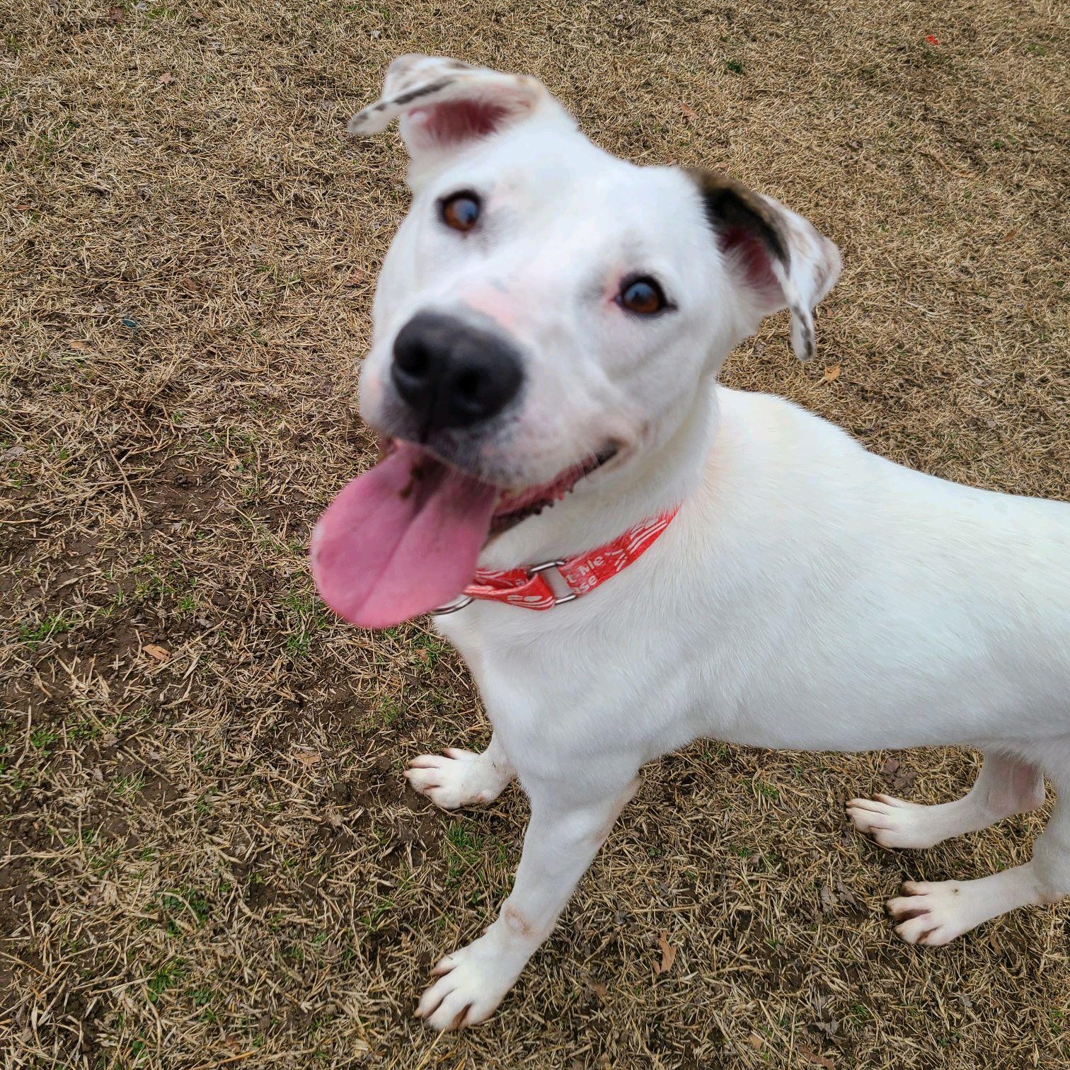 Winter, Young Female Terrier