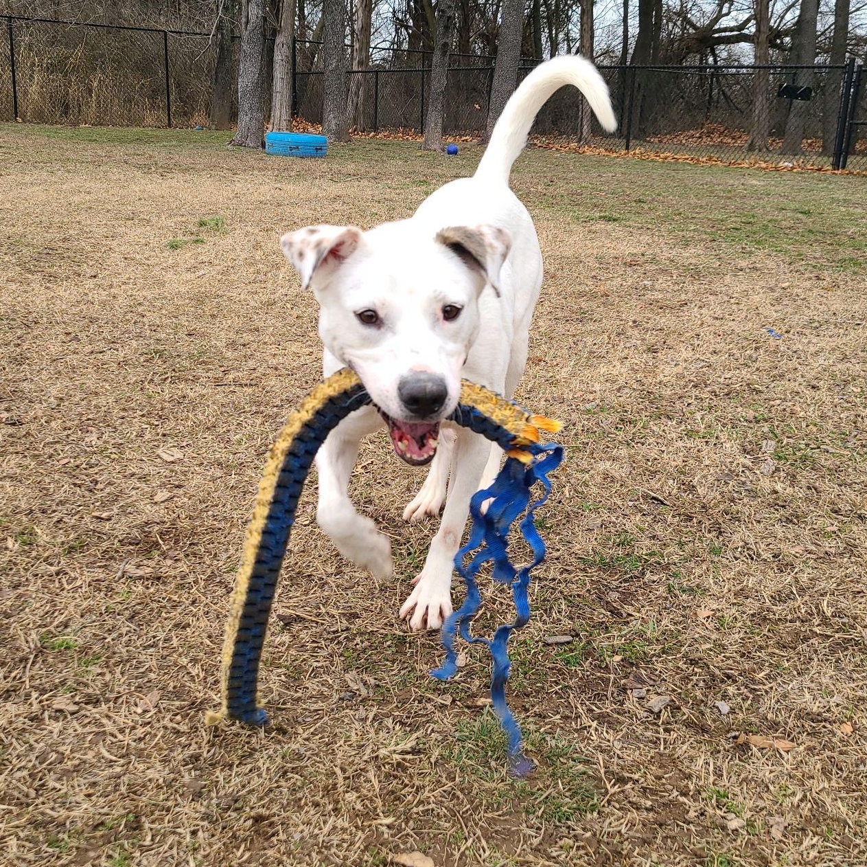 Winter, a Adoptable mixed breed in Springfield, MO image 2/3