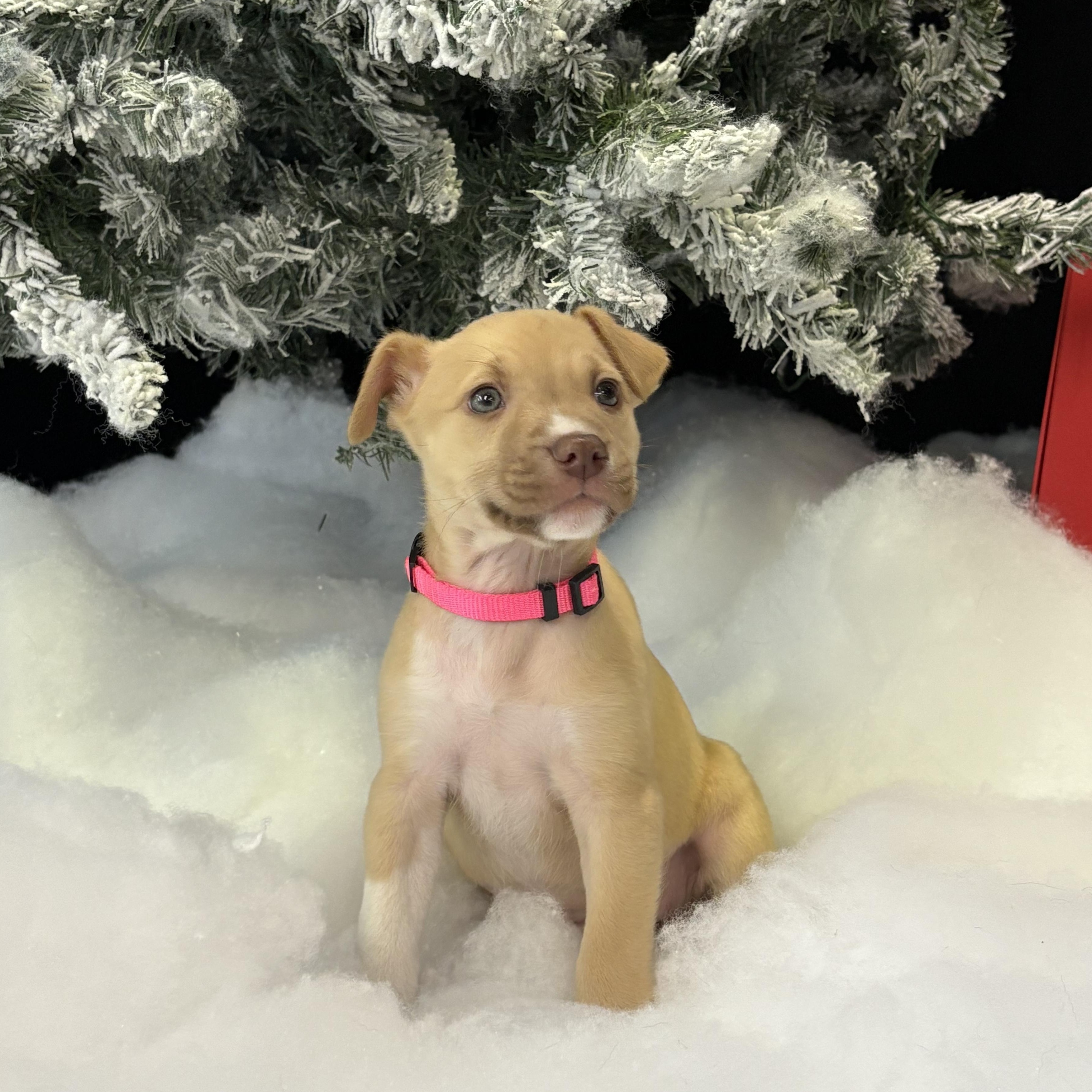 Enlarge Spice , a ADOPTABLE Mixed Breed in Henderson, NV image 1/1