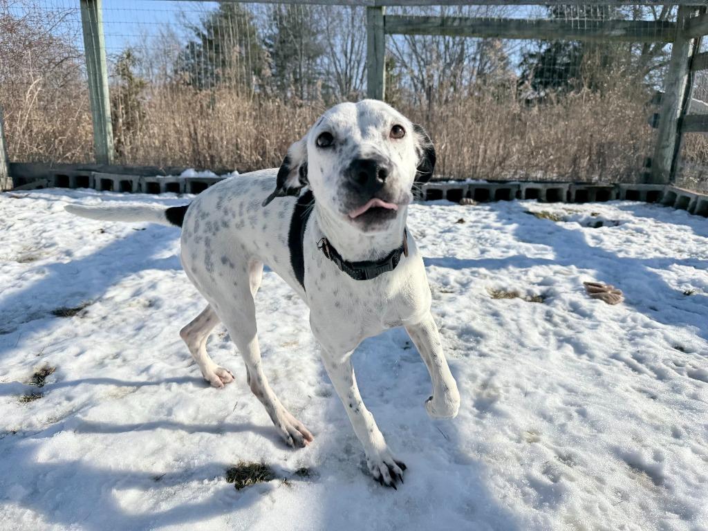 Enlarge Arabella, a Adoptable mixed breed in Hudson, NY image 2/4