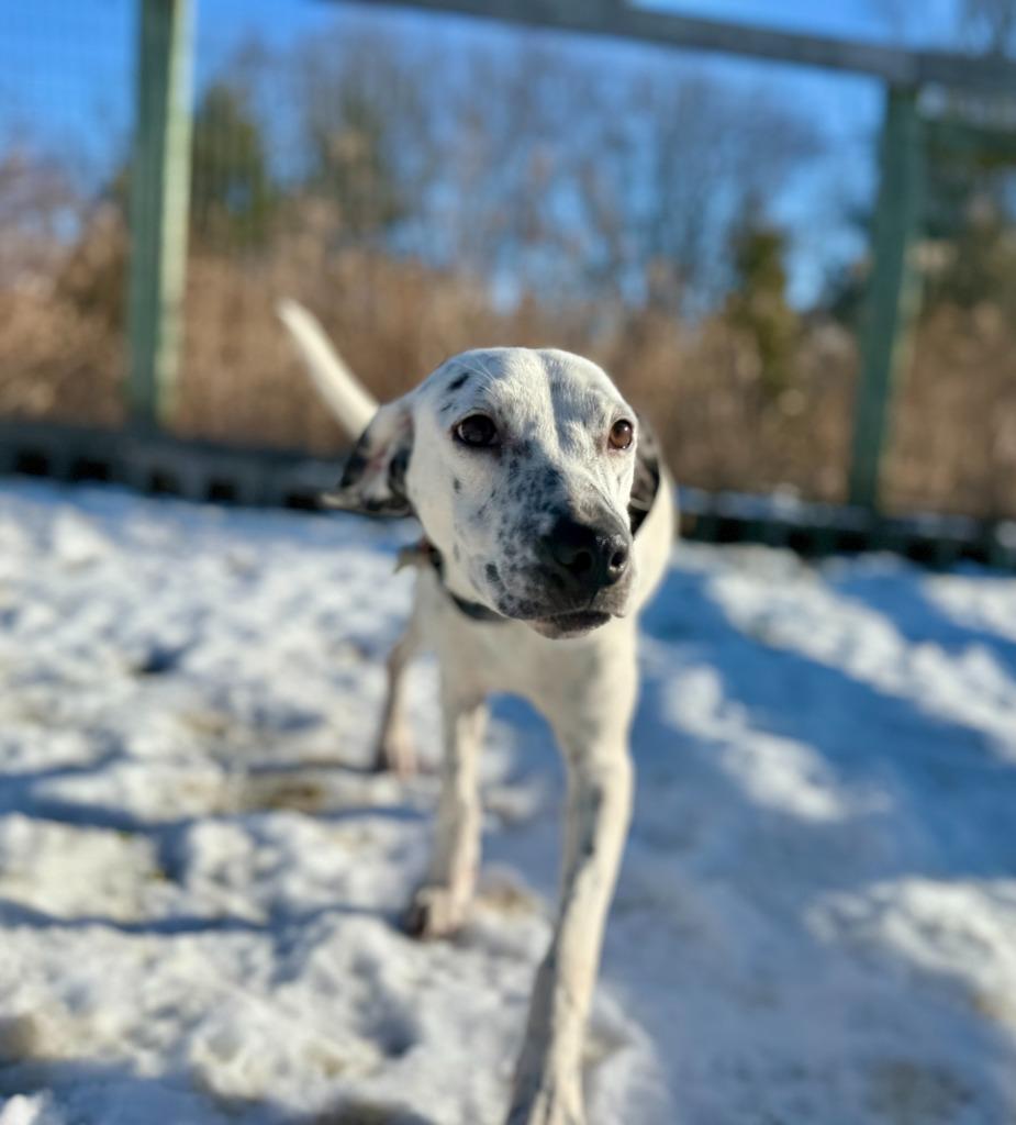 Enlarge Arabella, a Adoptable mixed breed in Hudson, NY image 1/4