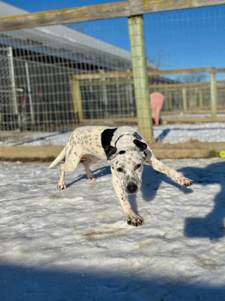 Enlarge Arabella, a Adoptable mixed breed in Hudson, NY image 3/4