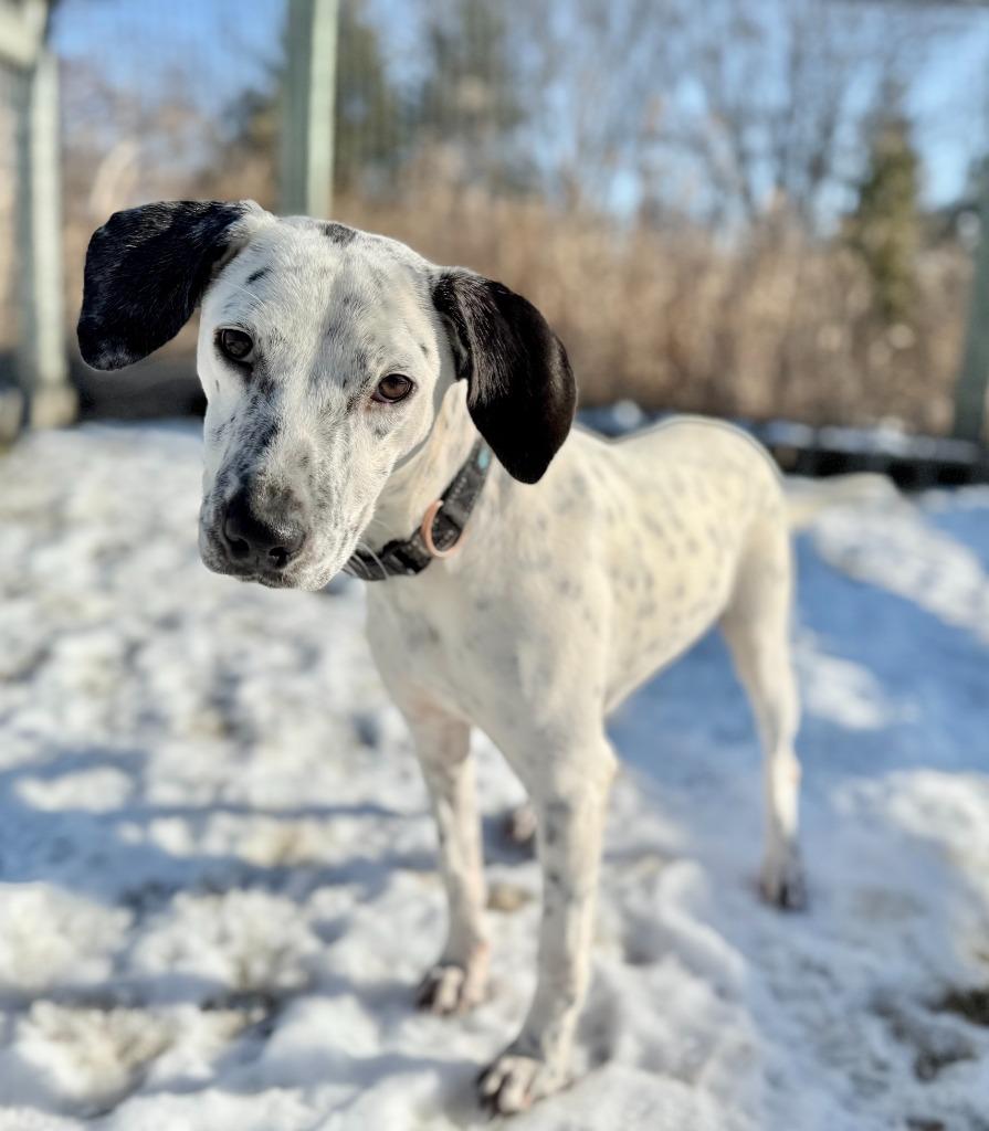 Enlarge Arabella, a Adoptable mixed breed in Hudson, NY image 4/4