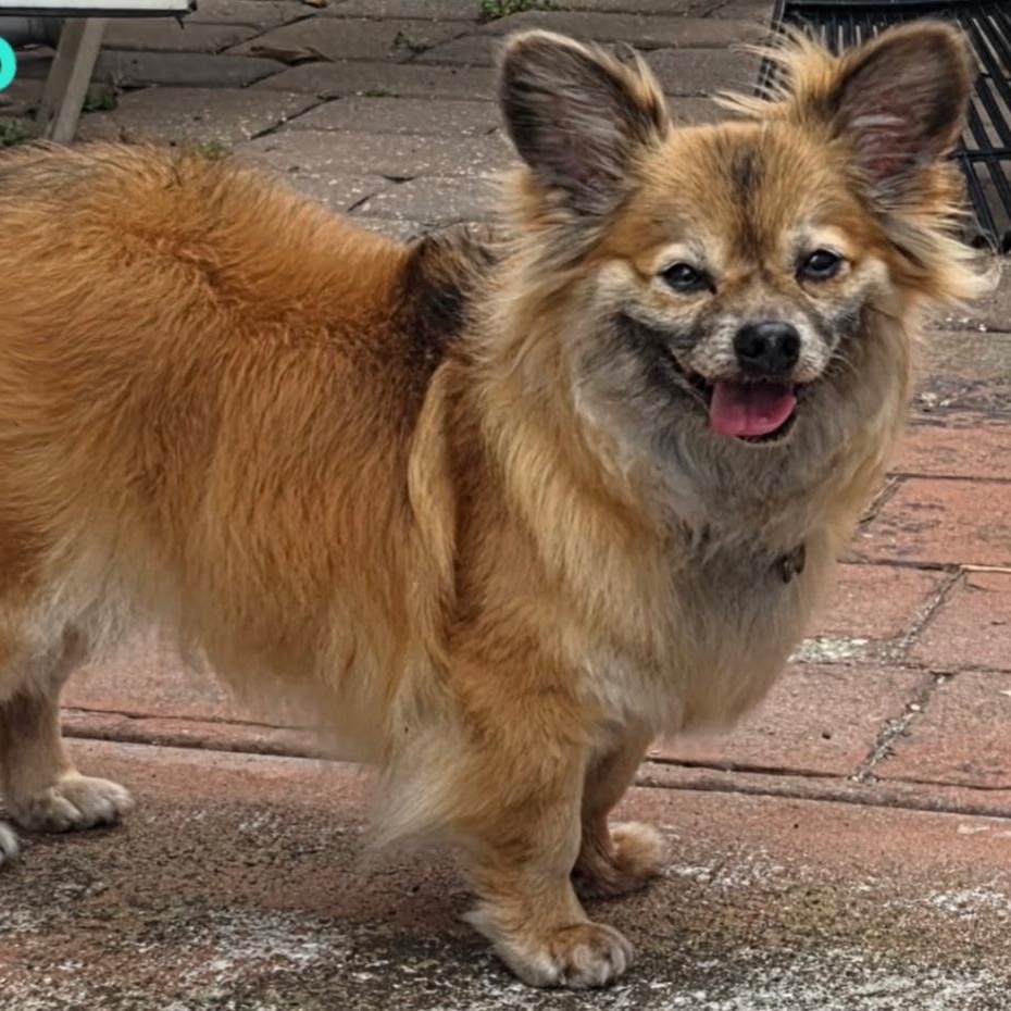 Enlarge Kwanto, a ADOPTABLE Pomeranian in Orange Park, FL image 4/5
