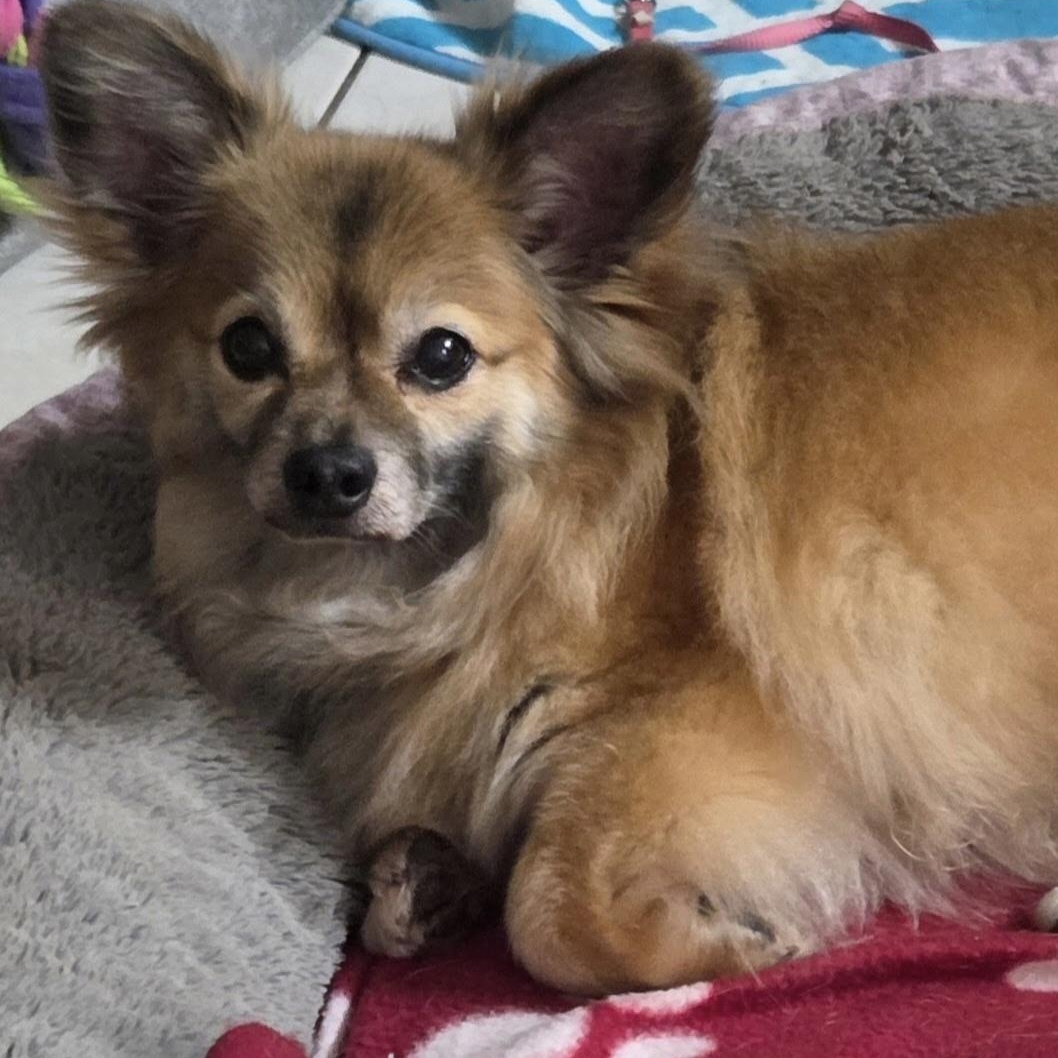 Enlarge Kwanto, a ADOPTABLE Pomeranian in Orange Park, FL image 2/5