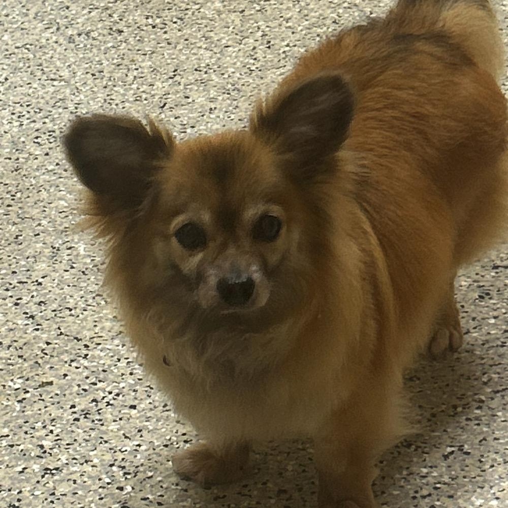 Enlarge Kwanto, a ADOPTABLE Pomeranian in Orange Park, FL image 3/5