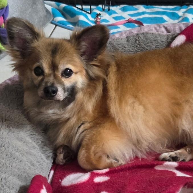 Enlarge Kwanto, a ADOPTABLE Pomeranian in Orange Park, FL image 5/5