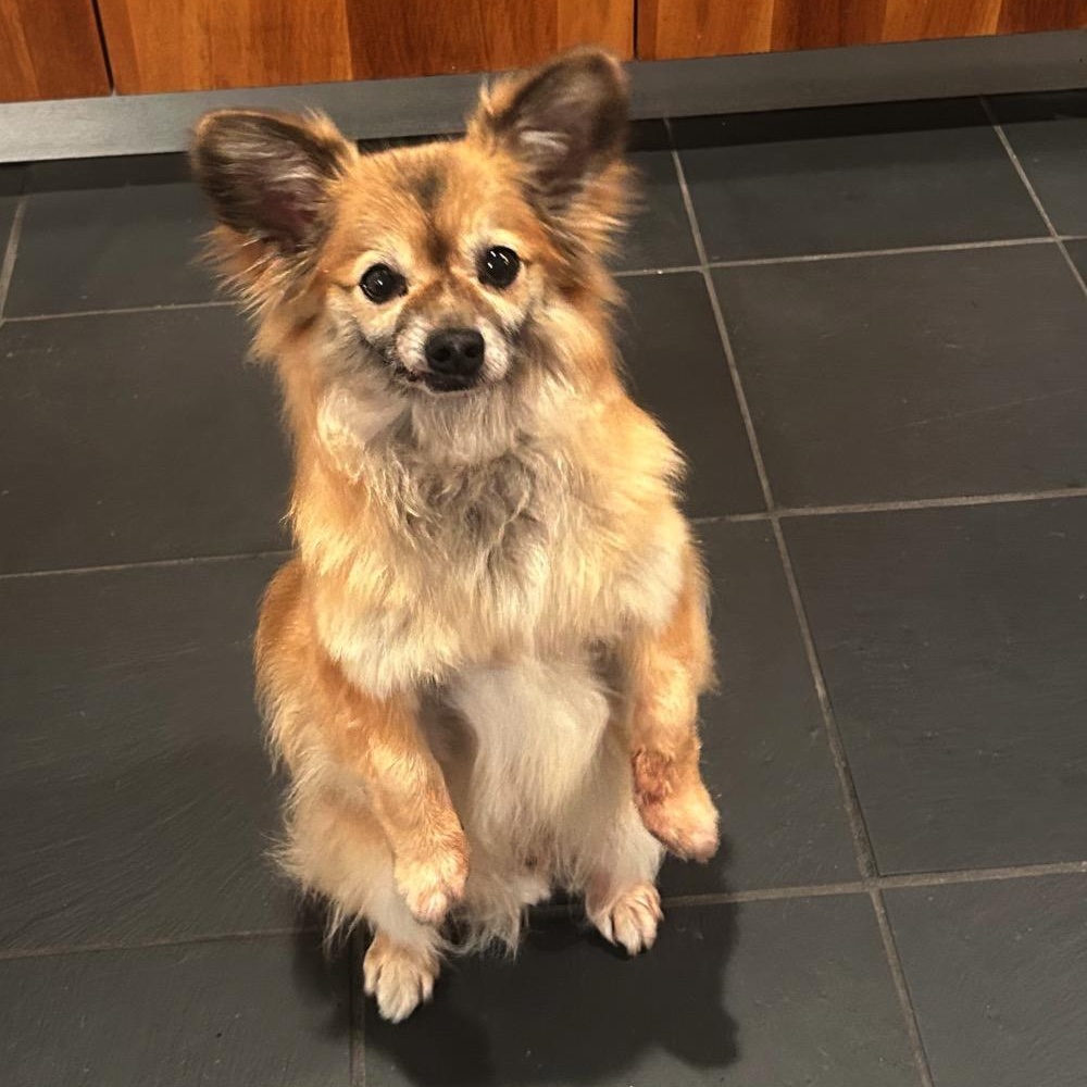 Kwanto, ADOPTABLE, Senior Male Pomeranian.