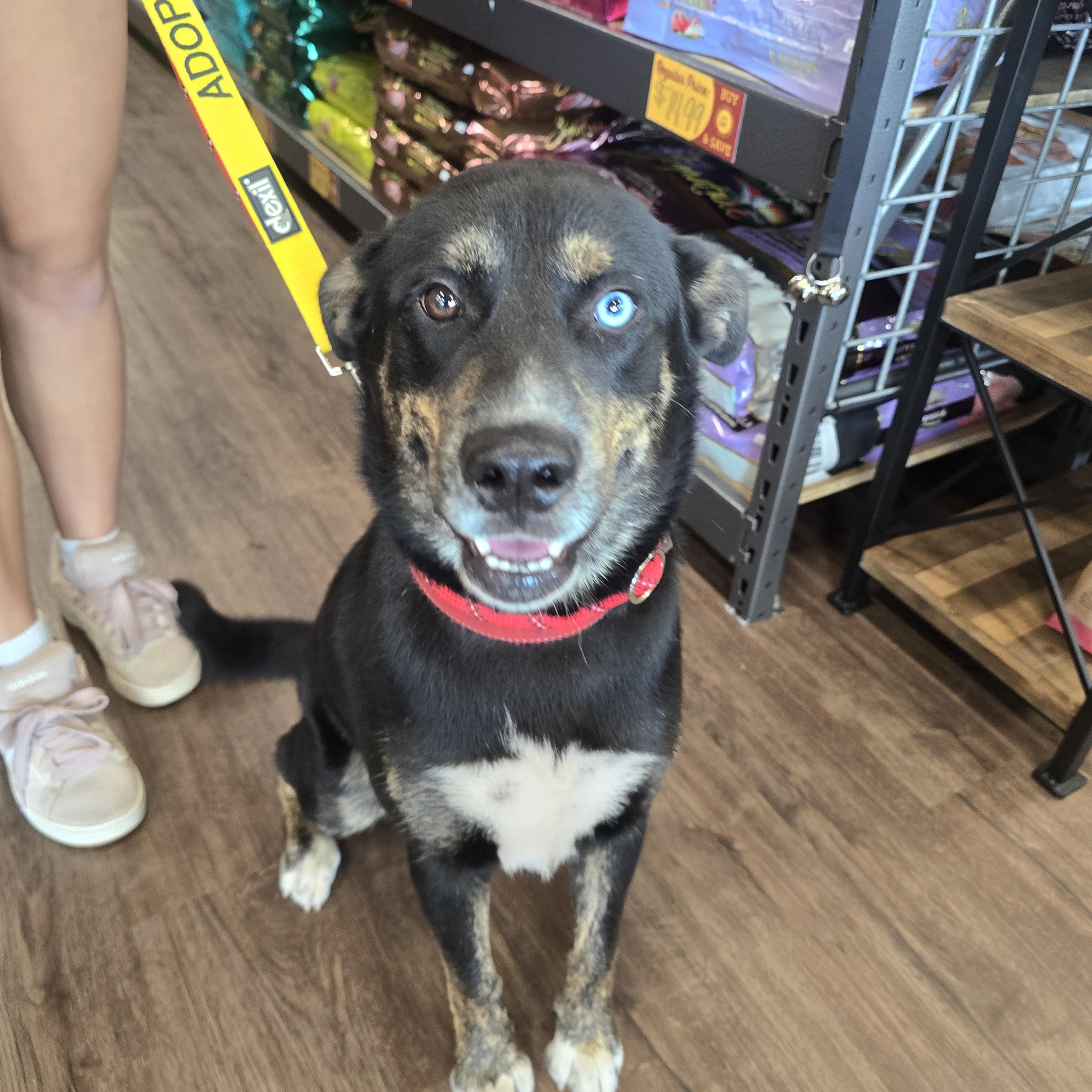 Enlarge Homer, a Adoptable mixed breed in Lancaster, SC image 2/6