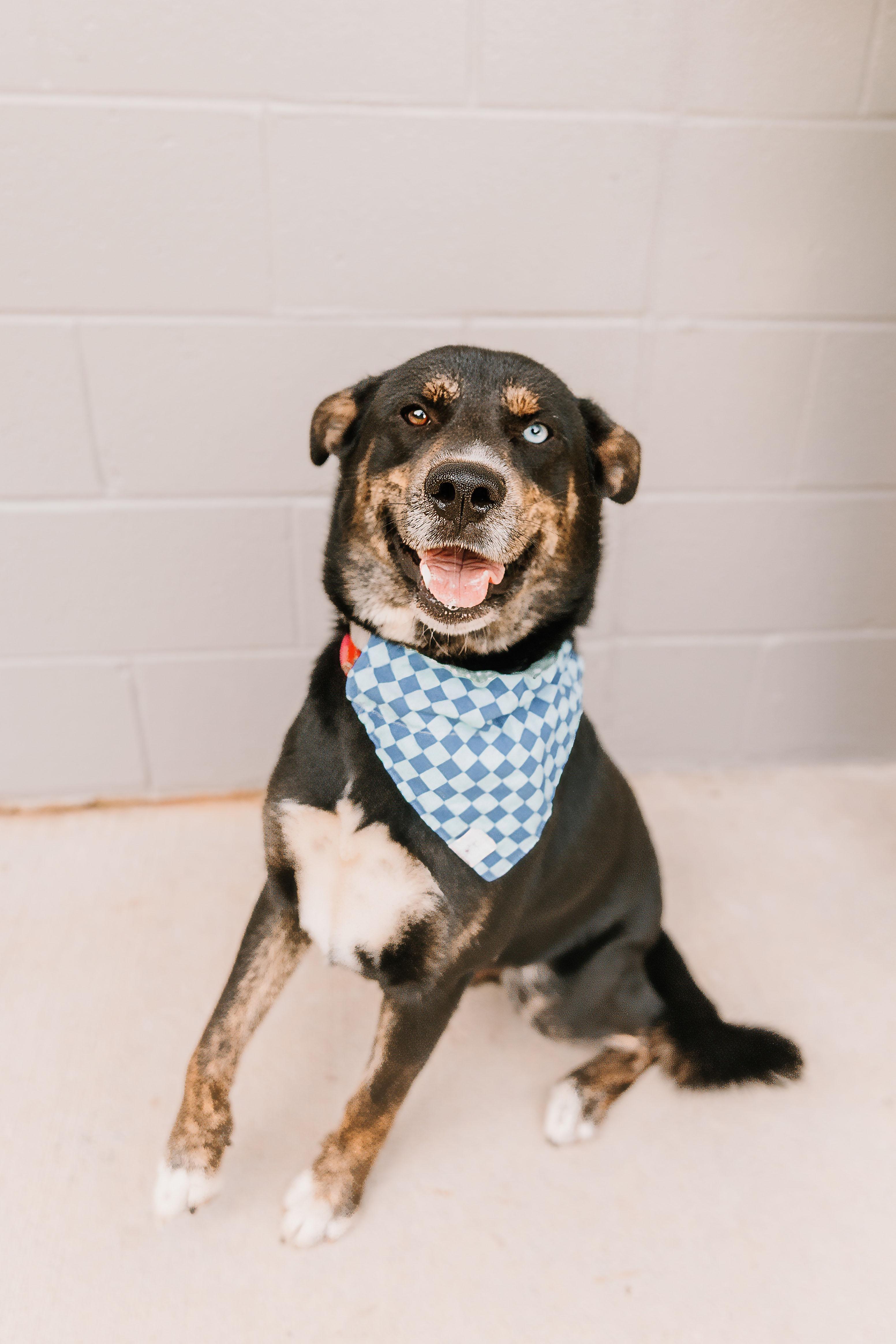 Homer, a ADOPTABLE mixed breed in Lancaster, SC image 2/4