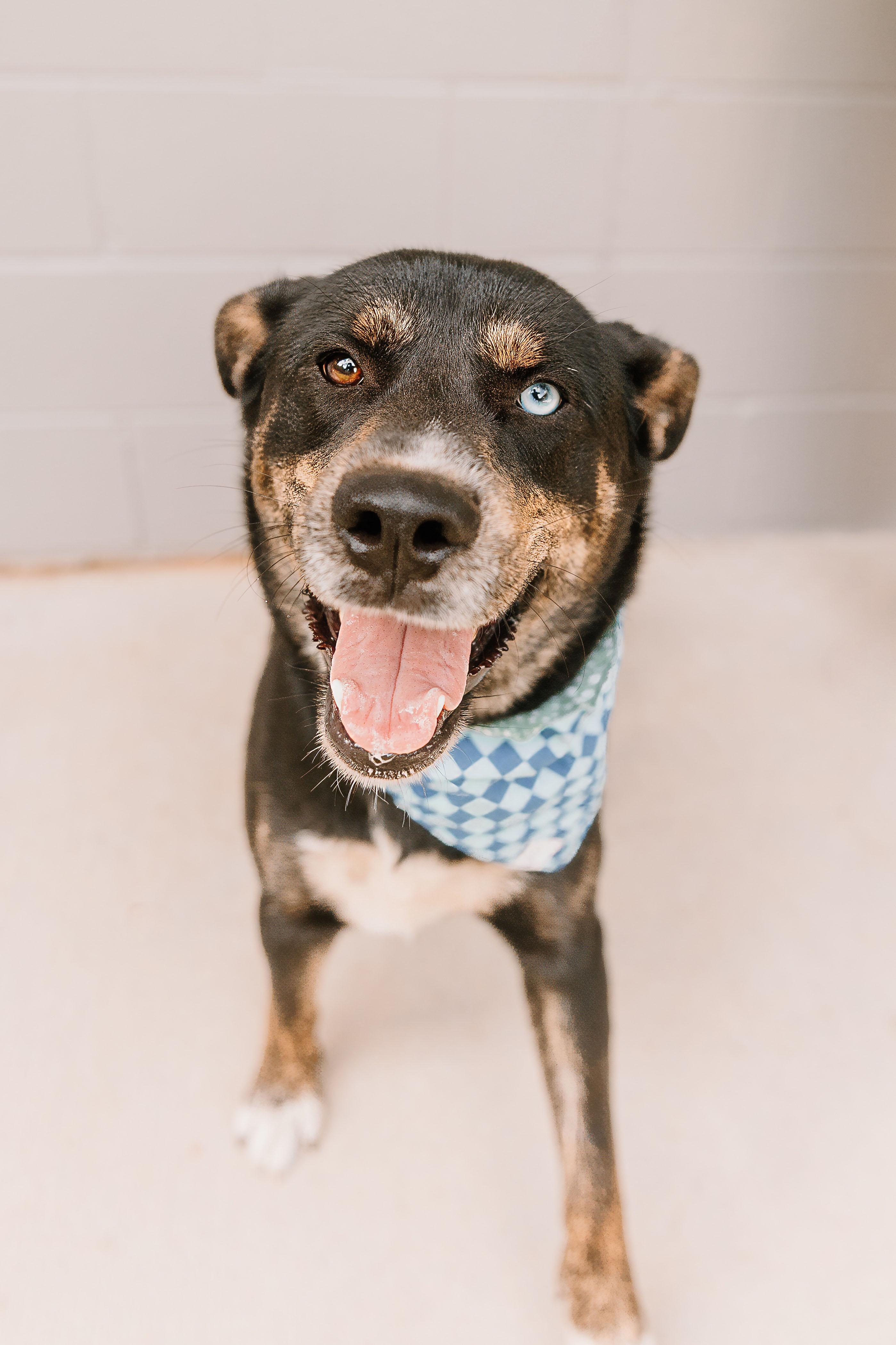 Homer, a ADOPTABLE mixed breed in Lancaster, SC image 3/4