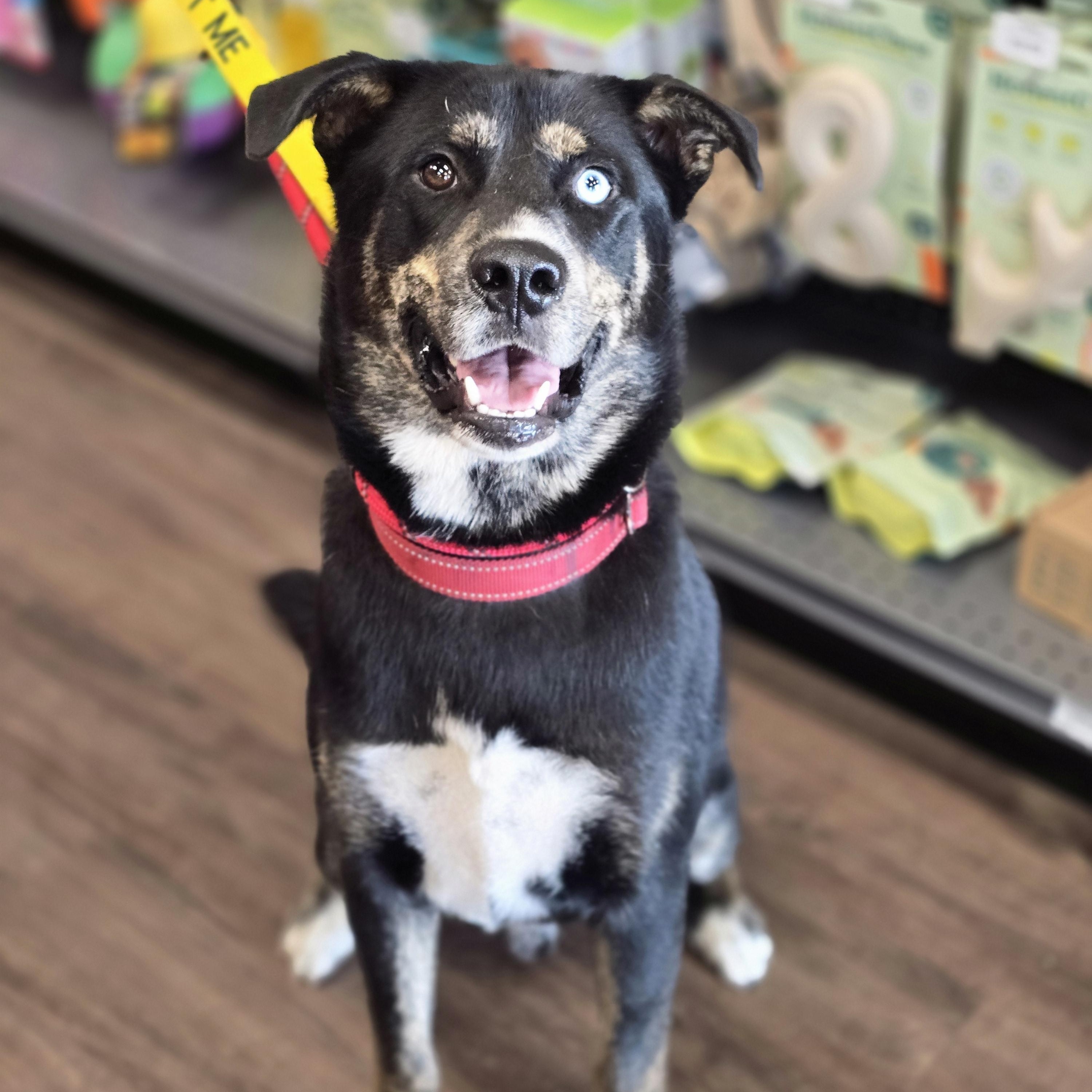 Enlarge Homer, a Adoptable mixed breed in Lancaster, SC image 1/6