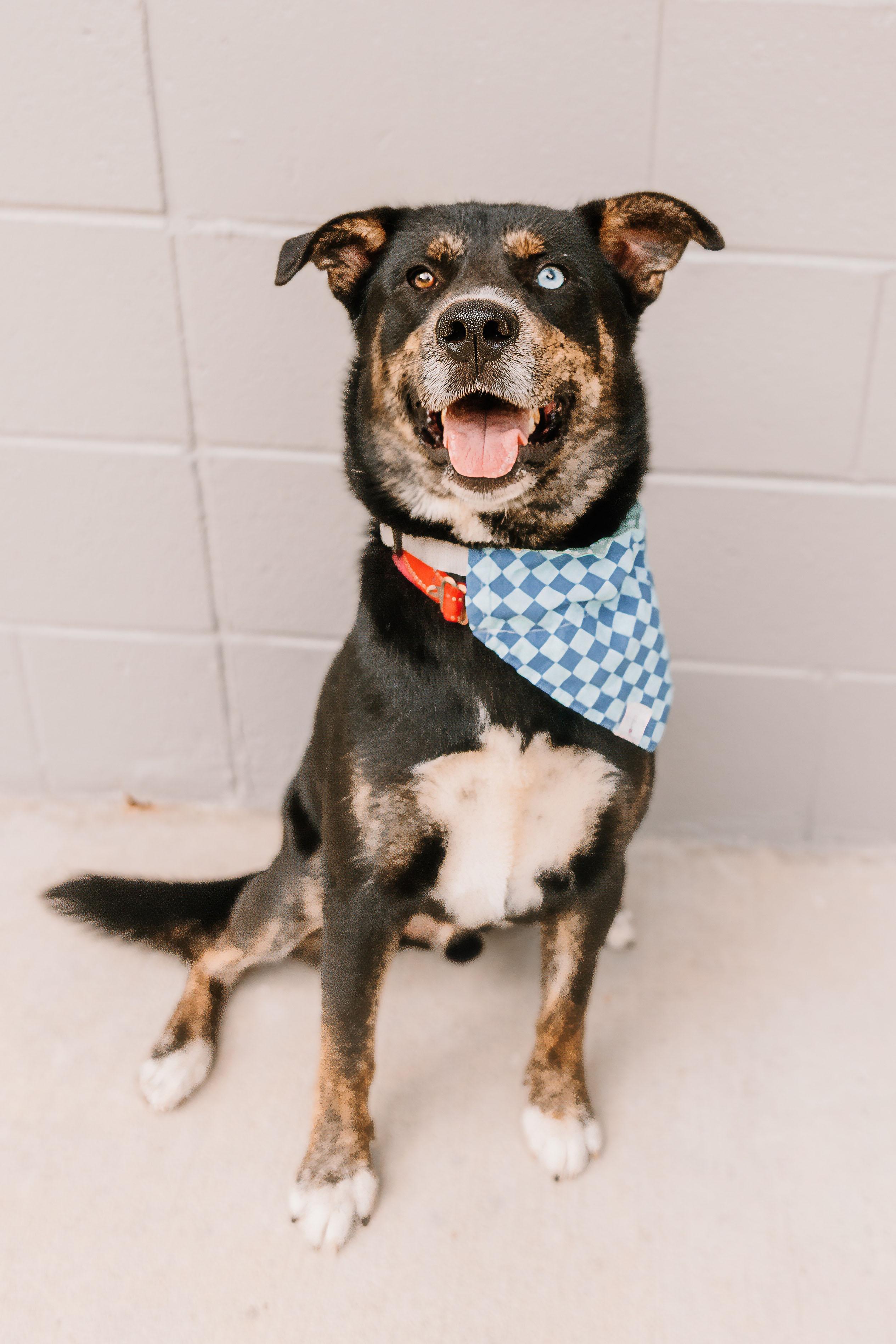 Homer, ADOPTABLE, Adult Male Australian Cattle Dog / Blue Heeler & Australian Shepherd.