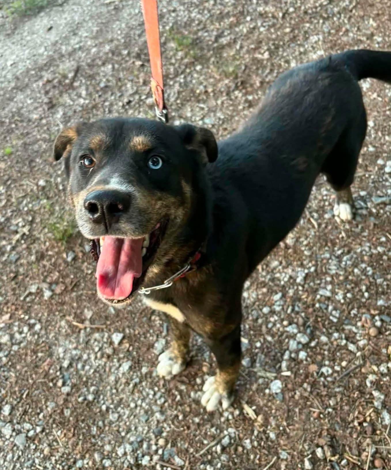 Homer, ADOPTABLE, Adult Male Australian Cattle Dog / Blue Heeler & Australian Shepherd.