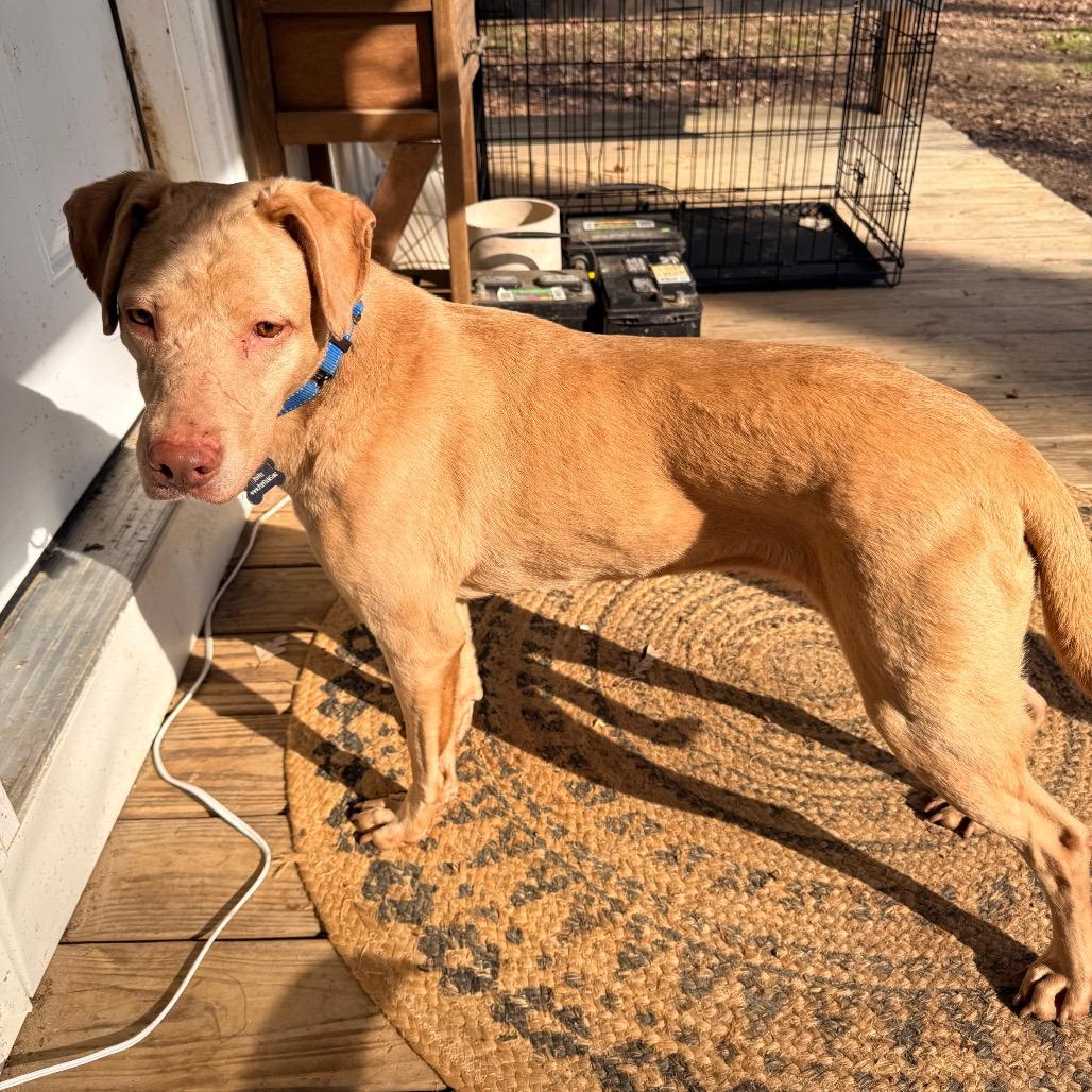 Sarah, a Adoptable Mixed Breed in Tupelo, MS image 1/4