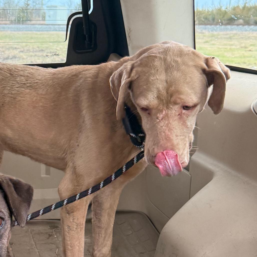 Sarah, a Adoptable Mixed Breed in Tupelo, MS image 4/4