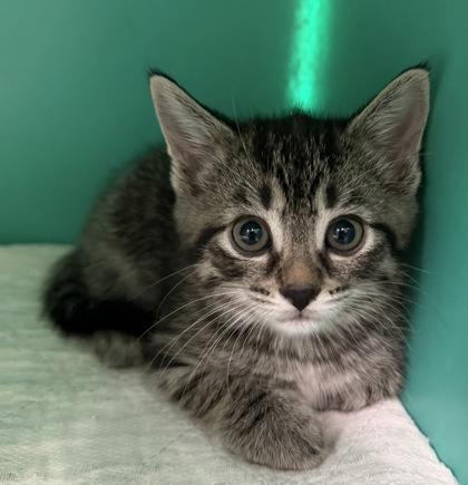 Penelope, adopted, Kitten Female Domestic Short Hair & American Shorthair.