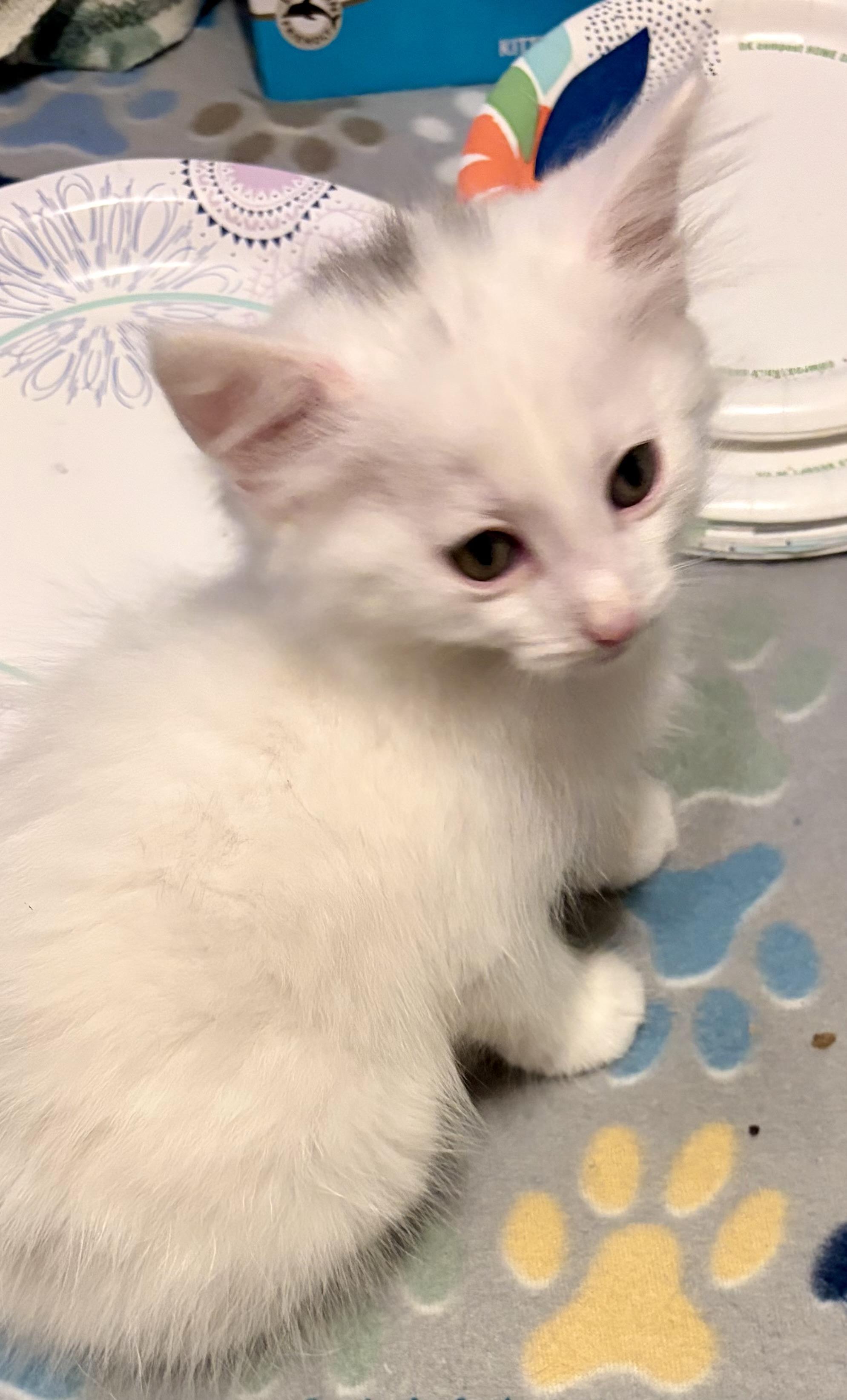 Enlarge Blake, a Adopted Domestic Long Hair in Houghton Lake, MI image 2/5