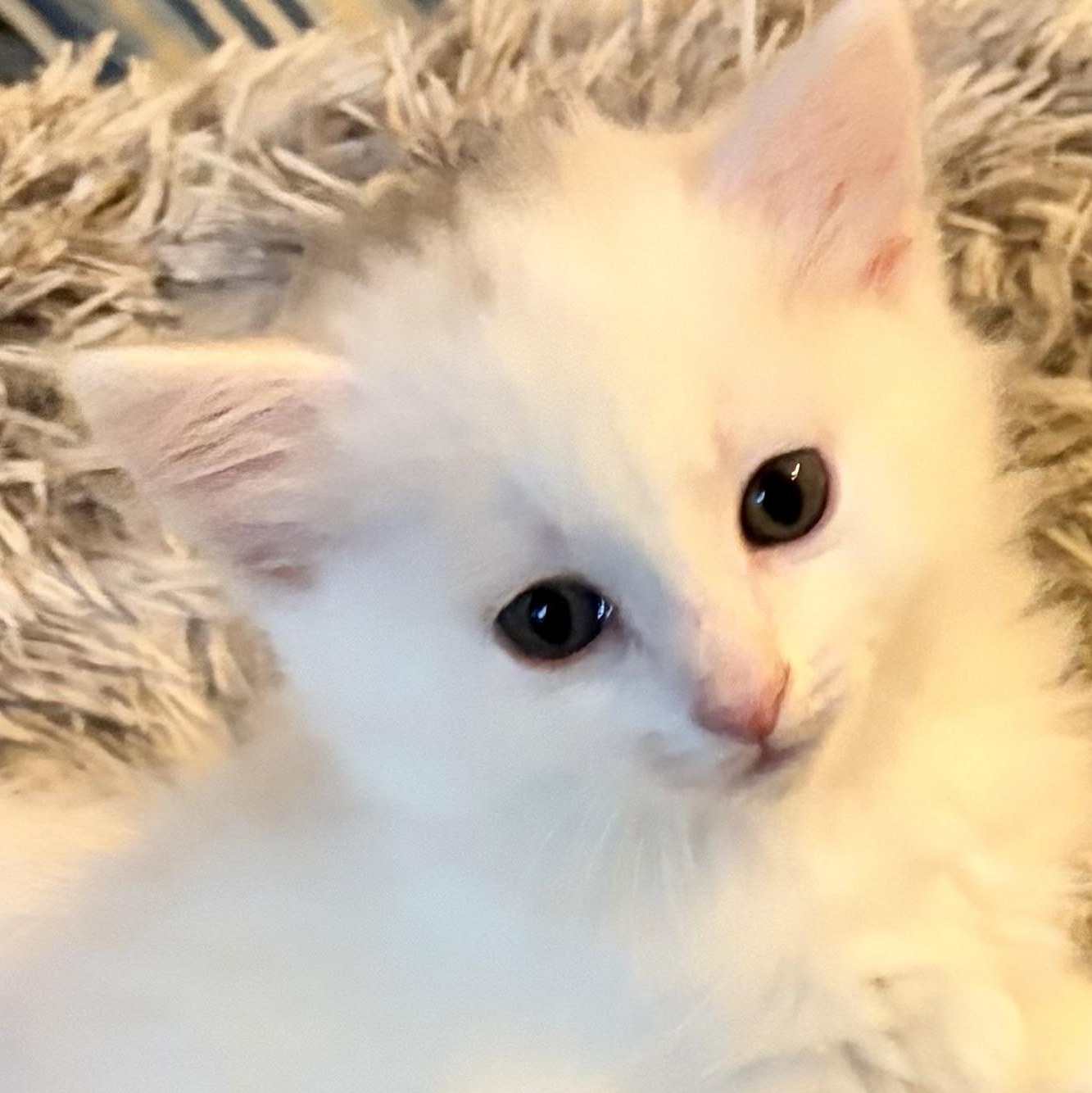 Blake, Adopted, Kitten Male Domestic Long Hair.