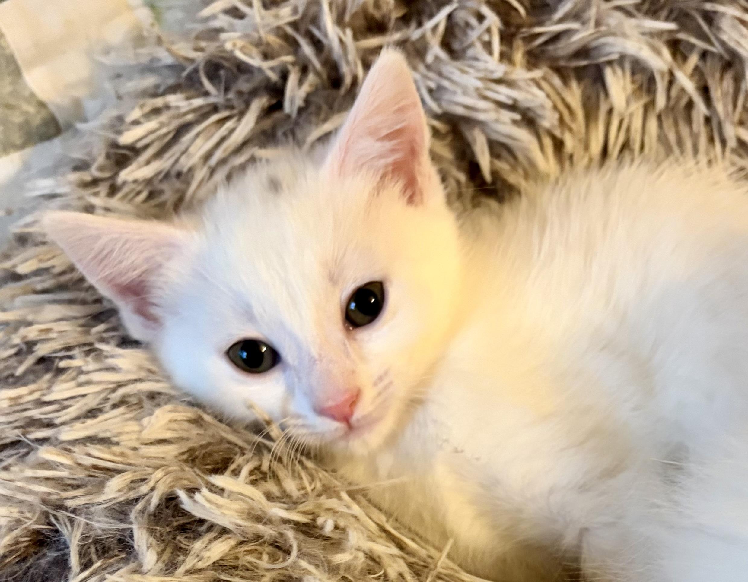Enlarge Blake, a Adopted Domestic Long Hair in Houghton Lake, MI image 3/5