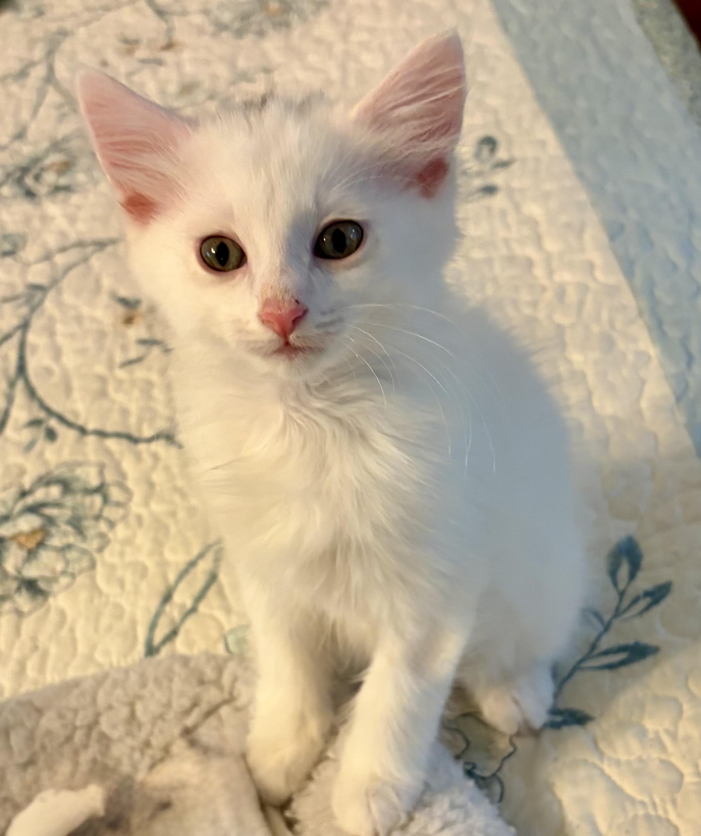 Enlarge Blake, a Adopted Domestic Long Hair in Houghton Lake, MI image 4/5