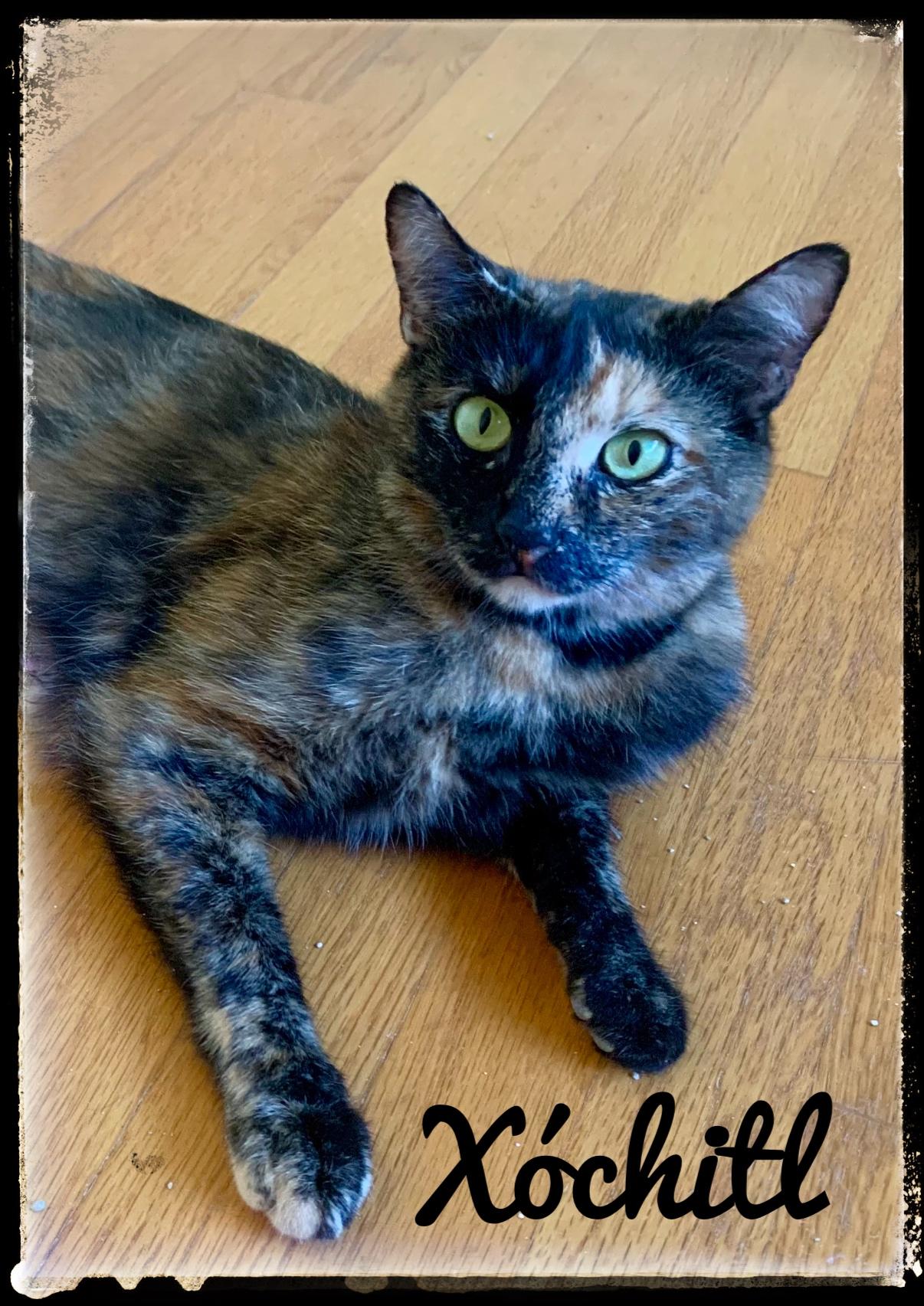 Xochitl, Adoptable, Adult Female Domestic Short Hair.