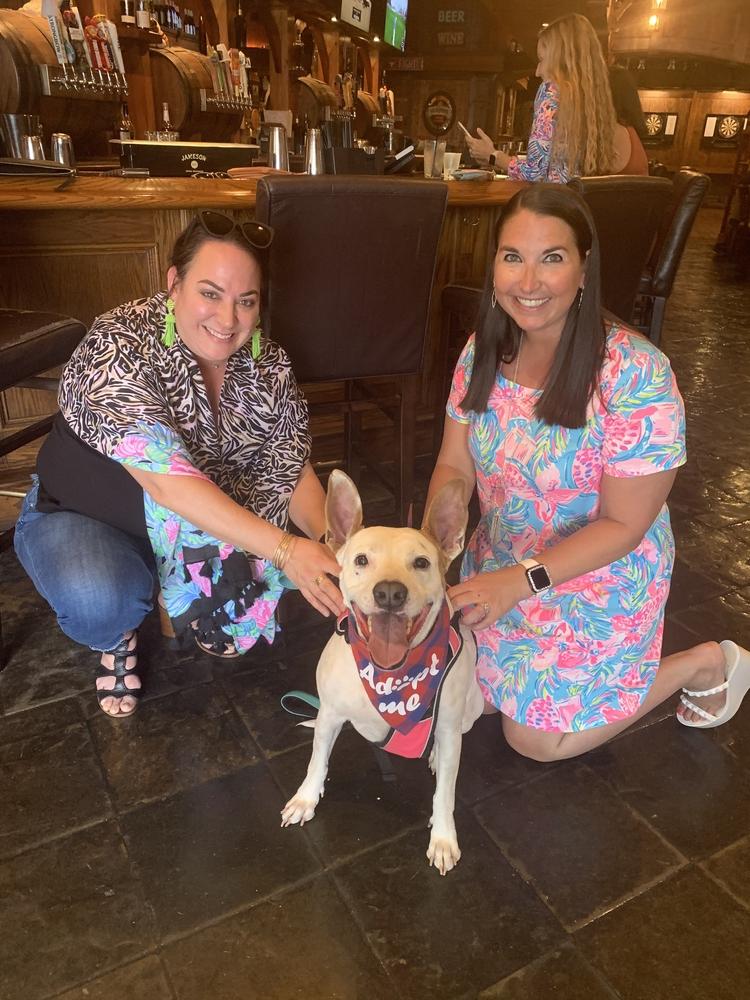 Enlarge Molly, a Adoptable mixed breed in West Palm Beach, FL image 1/6