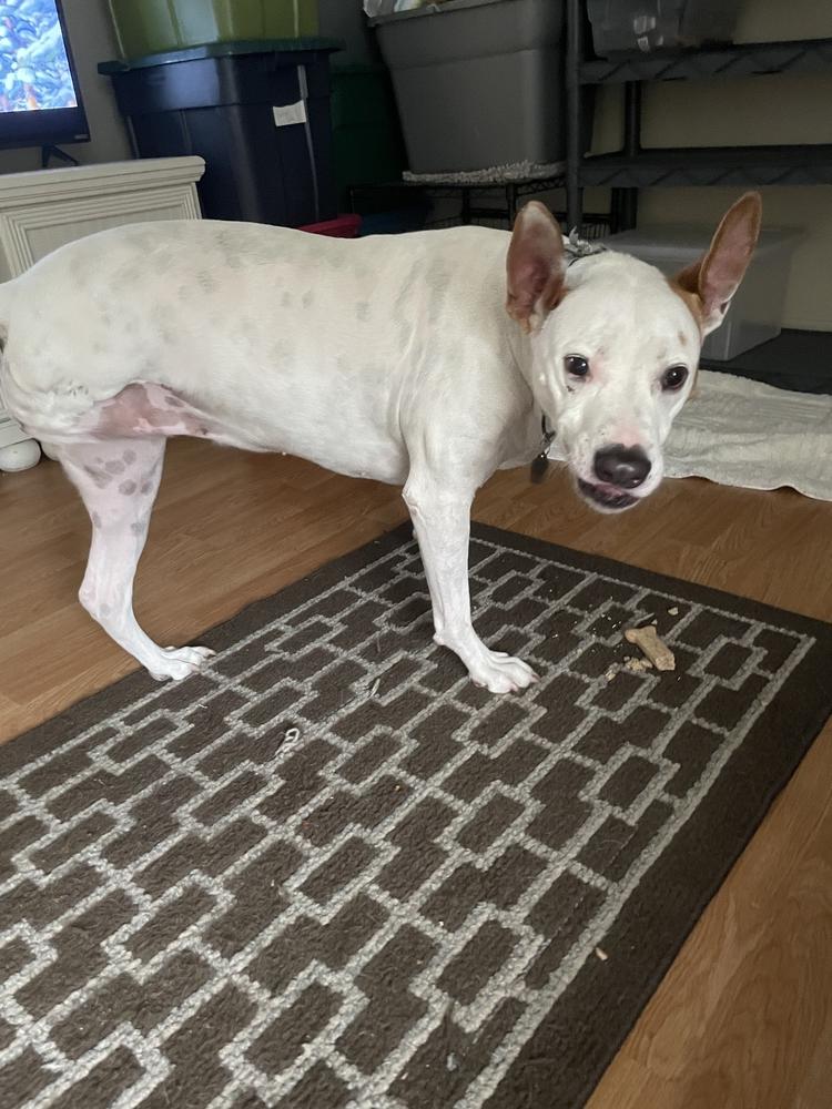 Enlarge Molly, a Adoptable mixed breed in West Palm Beach, FL image 3/6