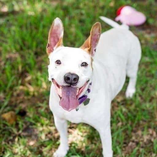 Enlarge Molly, a Adoptable mixed breed in West Palm Beach, FL image 4/6