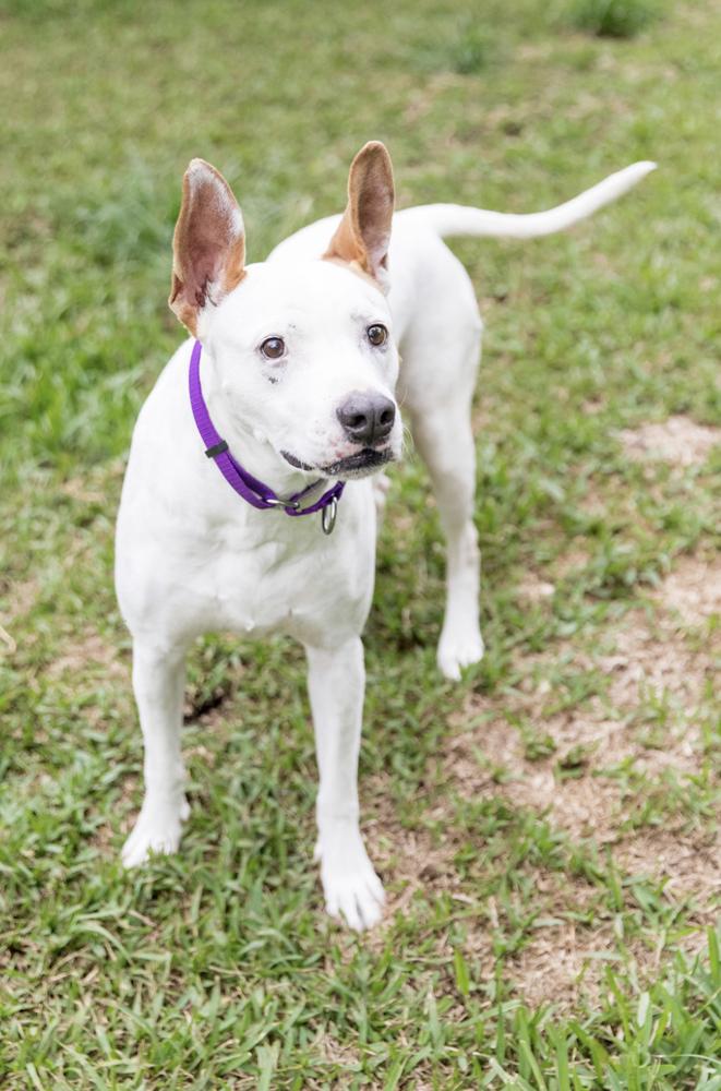Molly, Adoptable, Adult Female American Bulldog & Pointer.