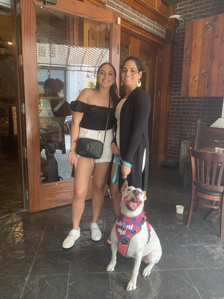 Enlarge Molly, a Adoptable mixed breed in West Palm Beach, FL image 6/6