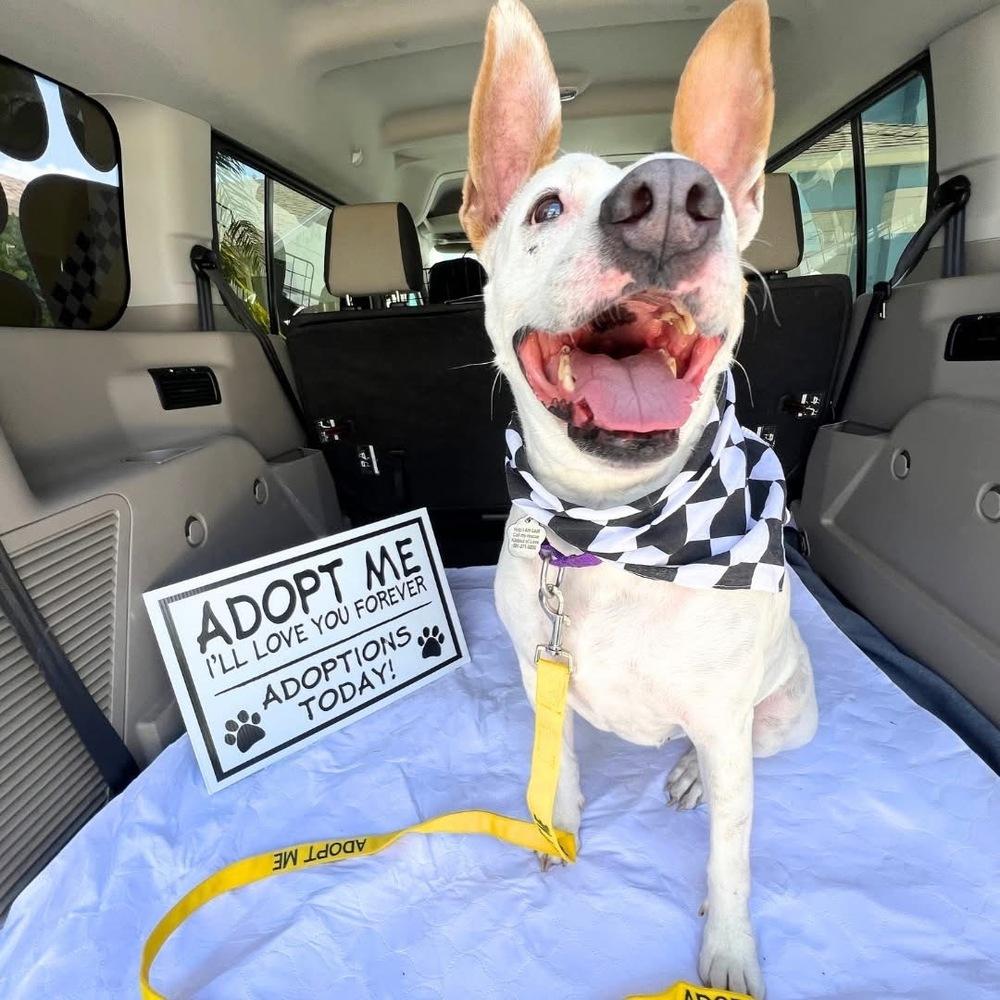 Enlarge Molly, a Adoptable mixed breed in West Palm Beach, FL image 6/6