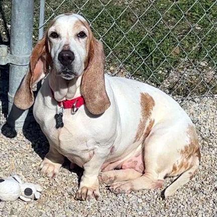 CAROLINA, Adoptable, Adult Female Basset Hound.