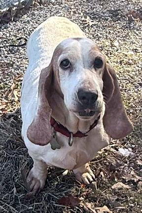 Enlarge CAROLINA, a Adoptable Basset Hound in Mays Landing, NJ image 2/3