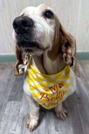 Enlarge CAROLINA, a Adopted Basset Hound in Mays Landing, NJ image 3/3