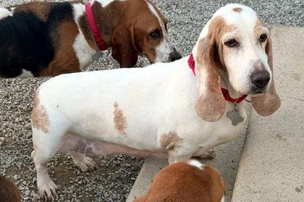 Enlarge CAROLINA, a Adoptable Basset Hound in Mays Landing, NJ image 3/3